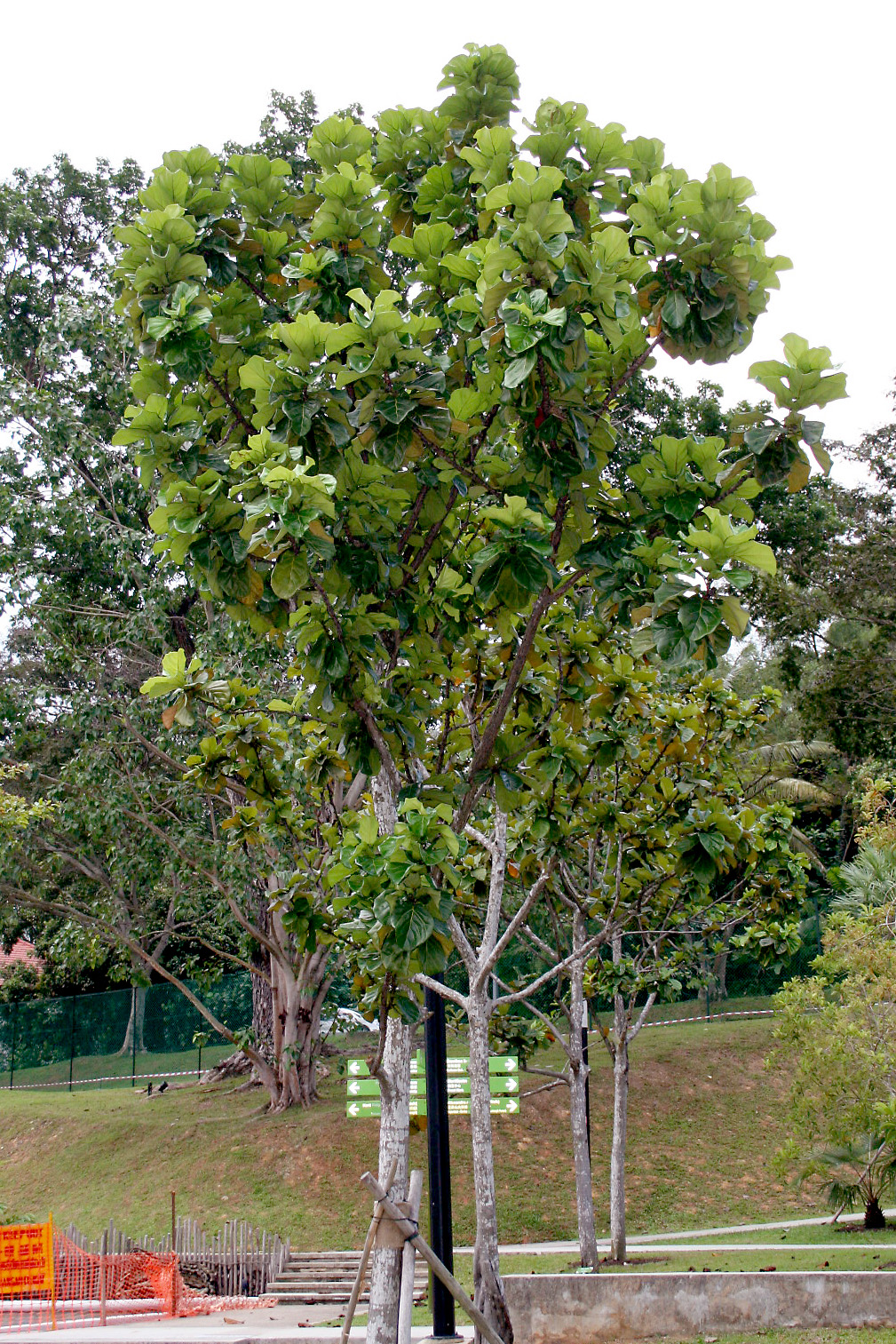 Ficus lyrata_12_ Patricia Yap