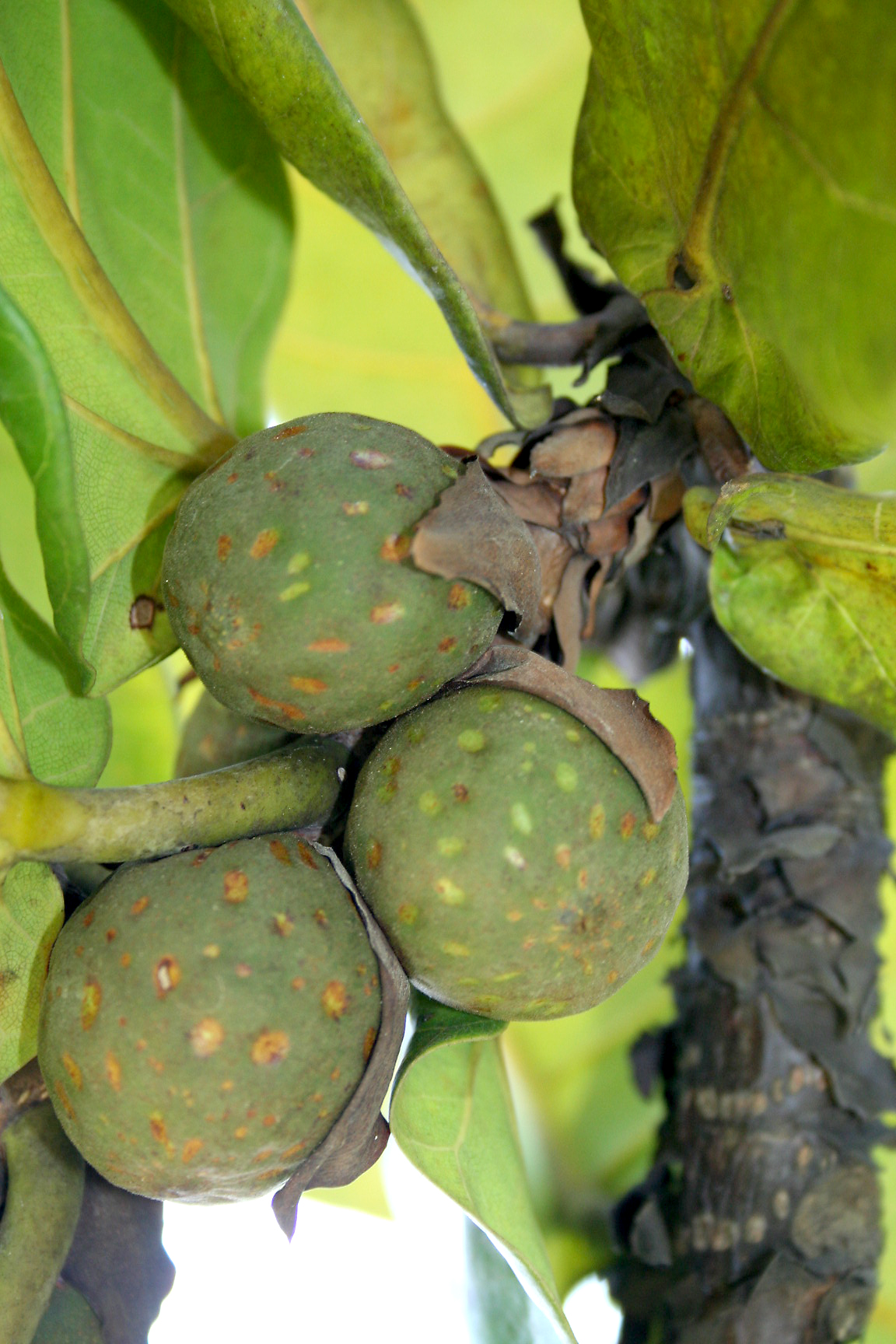 Ficus lyrata_6_ Patricia Yap