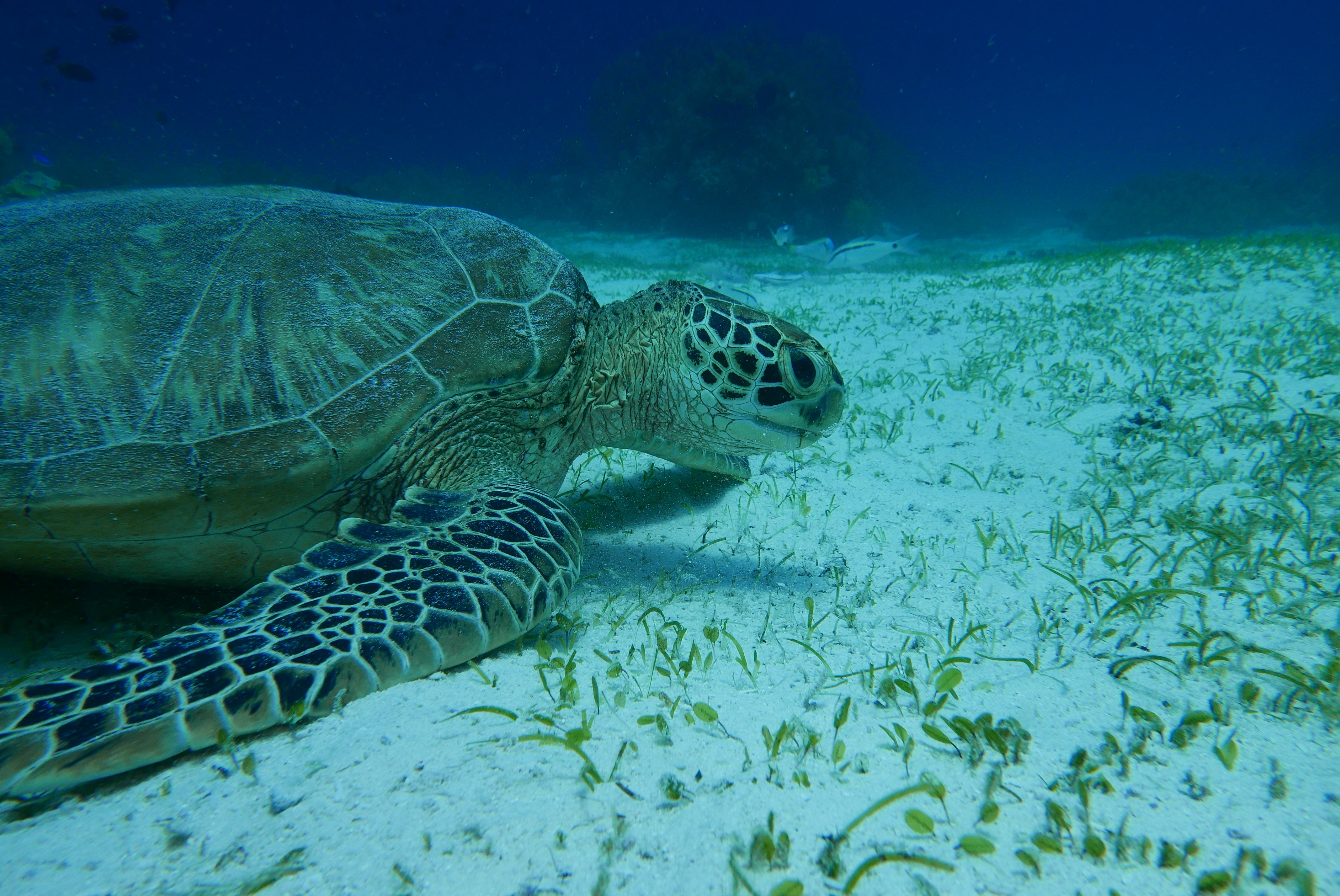 P9370561-GREEN TURTLE BEAK