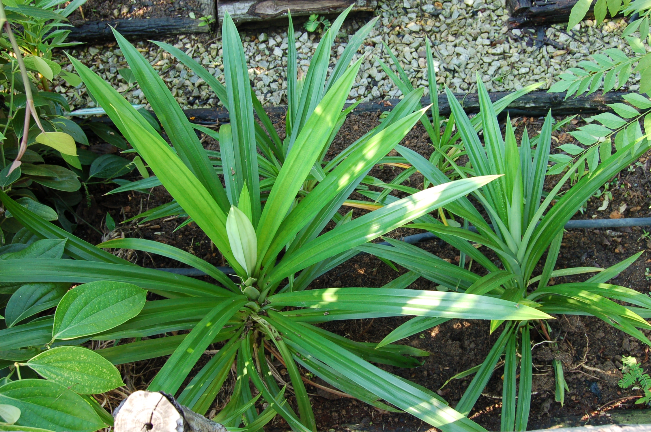 Pandanus amaryllifolius_ 5_ plant_ Jennie Tang Yurue