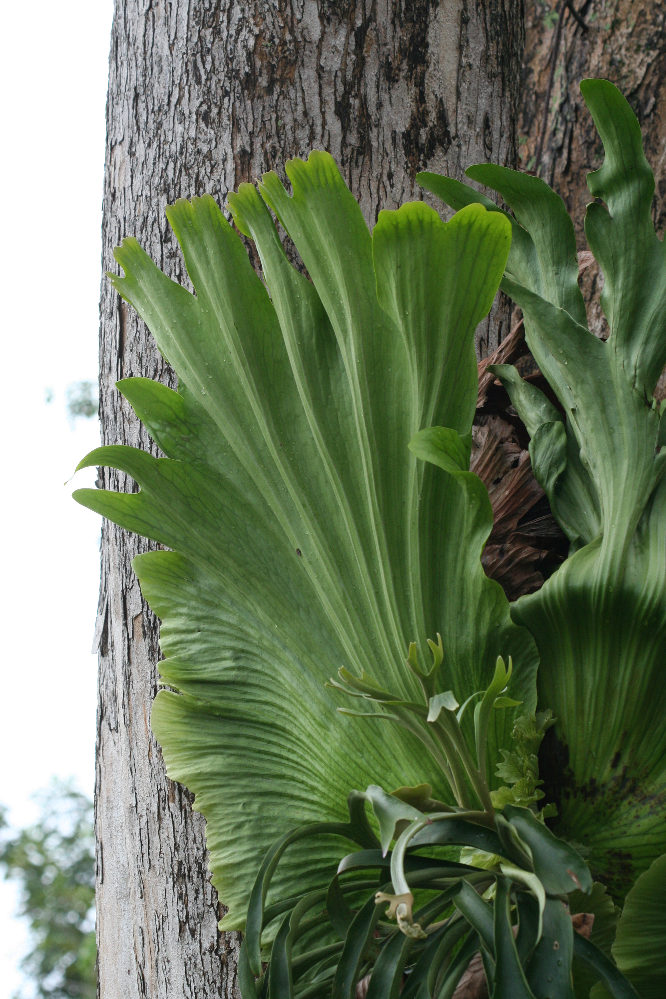 Platycerium coronarium (1)