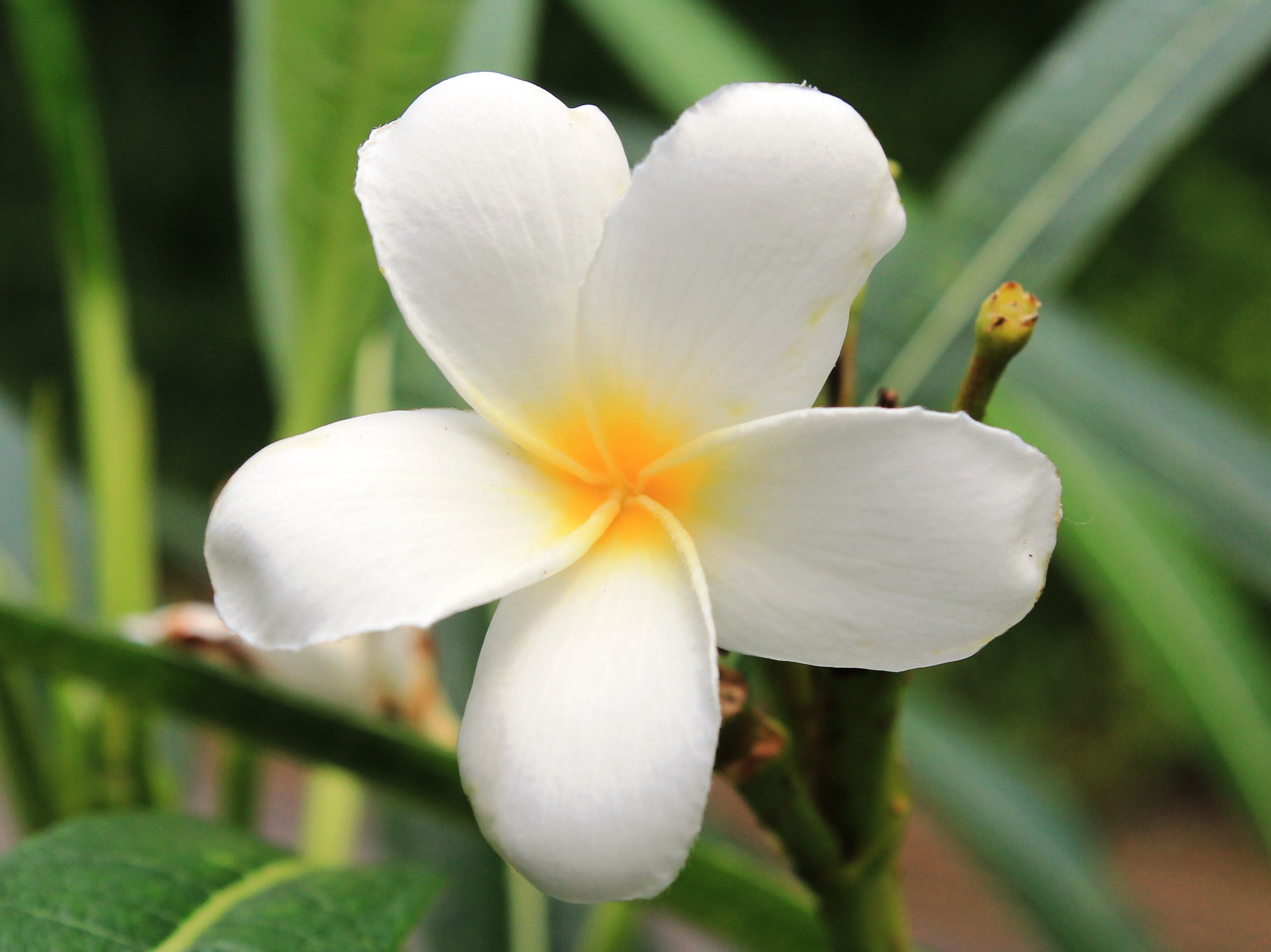 Plumeria alba_ 1_ Shi Biying