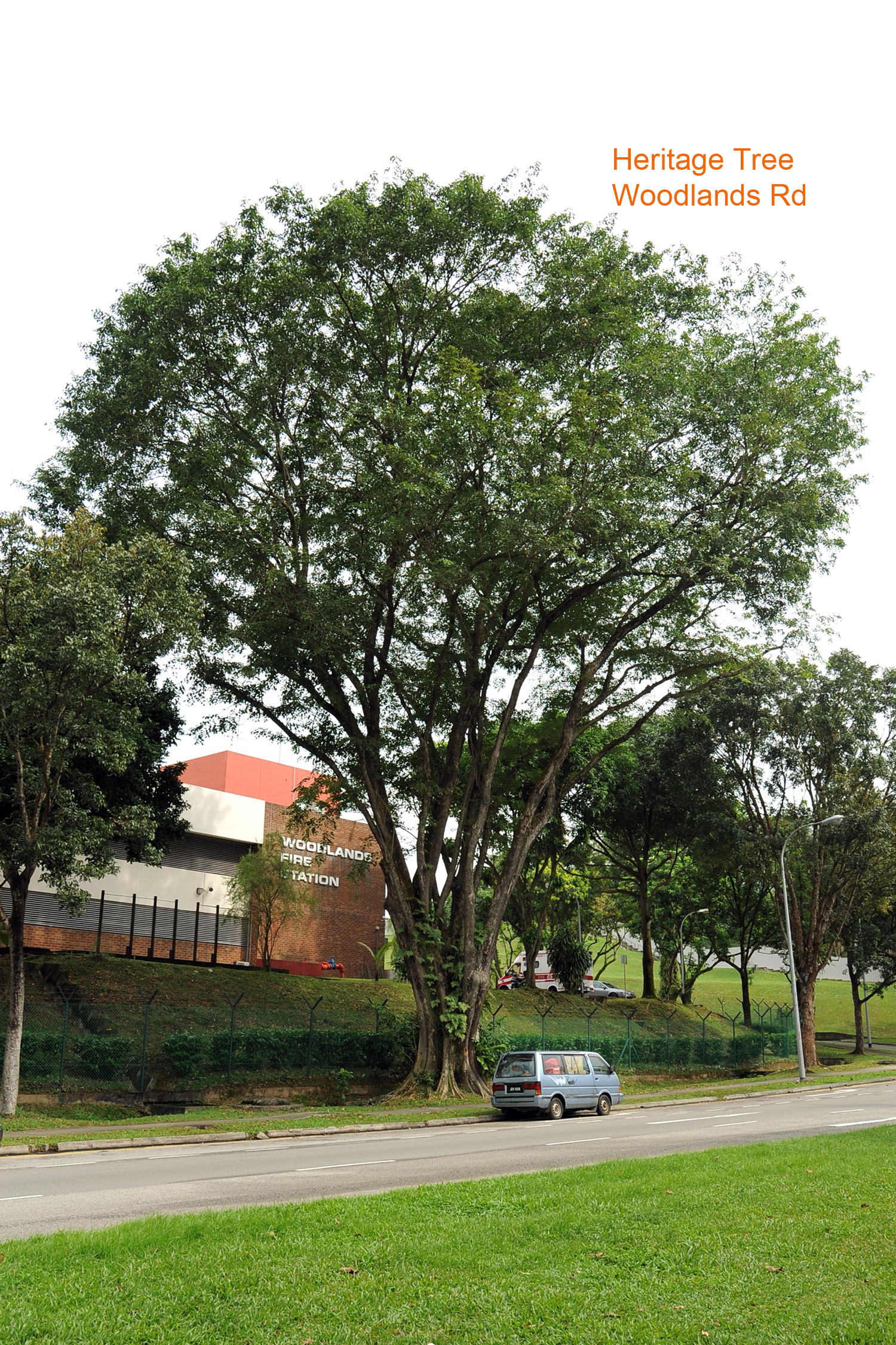 Pterocarpus indicus tree