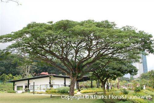 Rain Tree