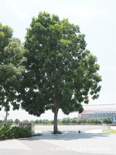 Senegal Mahogany