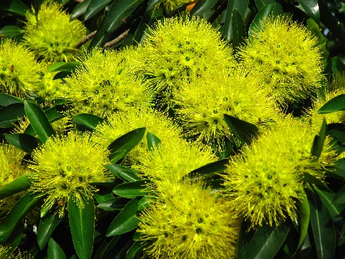 Xanthostemon chrysanthus_ 10_ Keneric Ng Wei Sheng