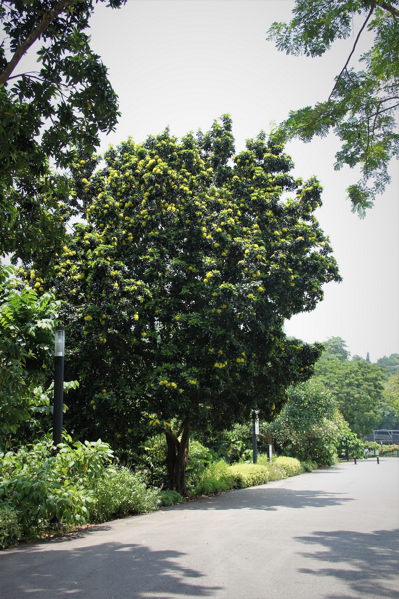 Xanthostemon chrysanthus_ 2_ Shi Biying