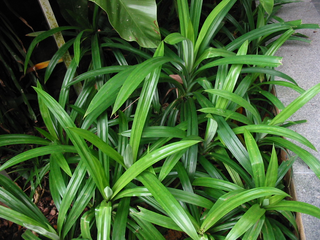 1 Pandanus amaryllifolius_ foliage_ Boo Chih Min