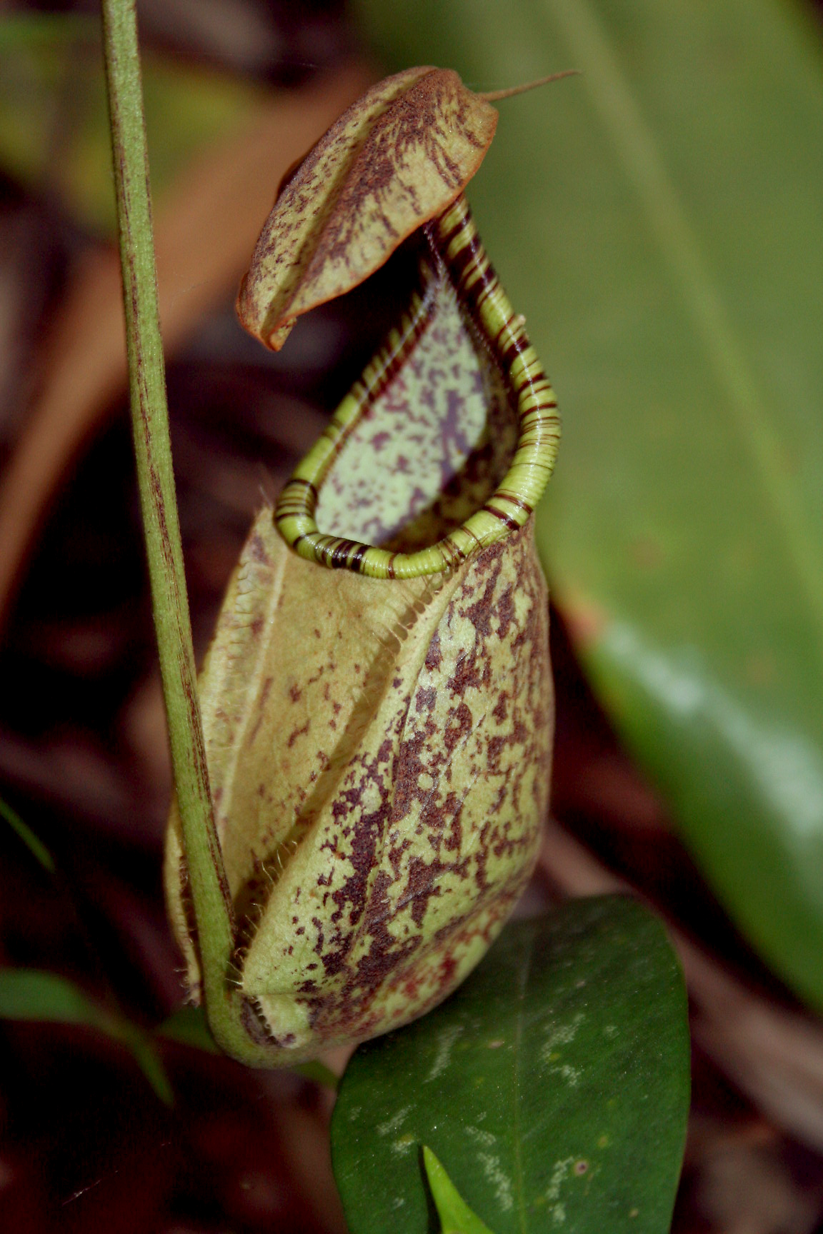 2 Nepenthes rafflesiana_ foliage_ Patricia Yap