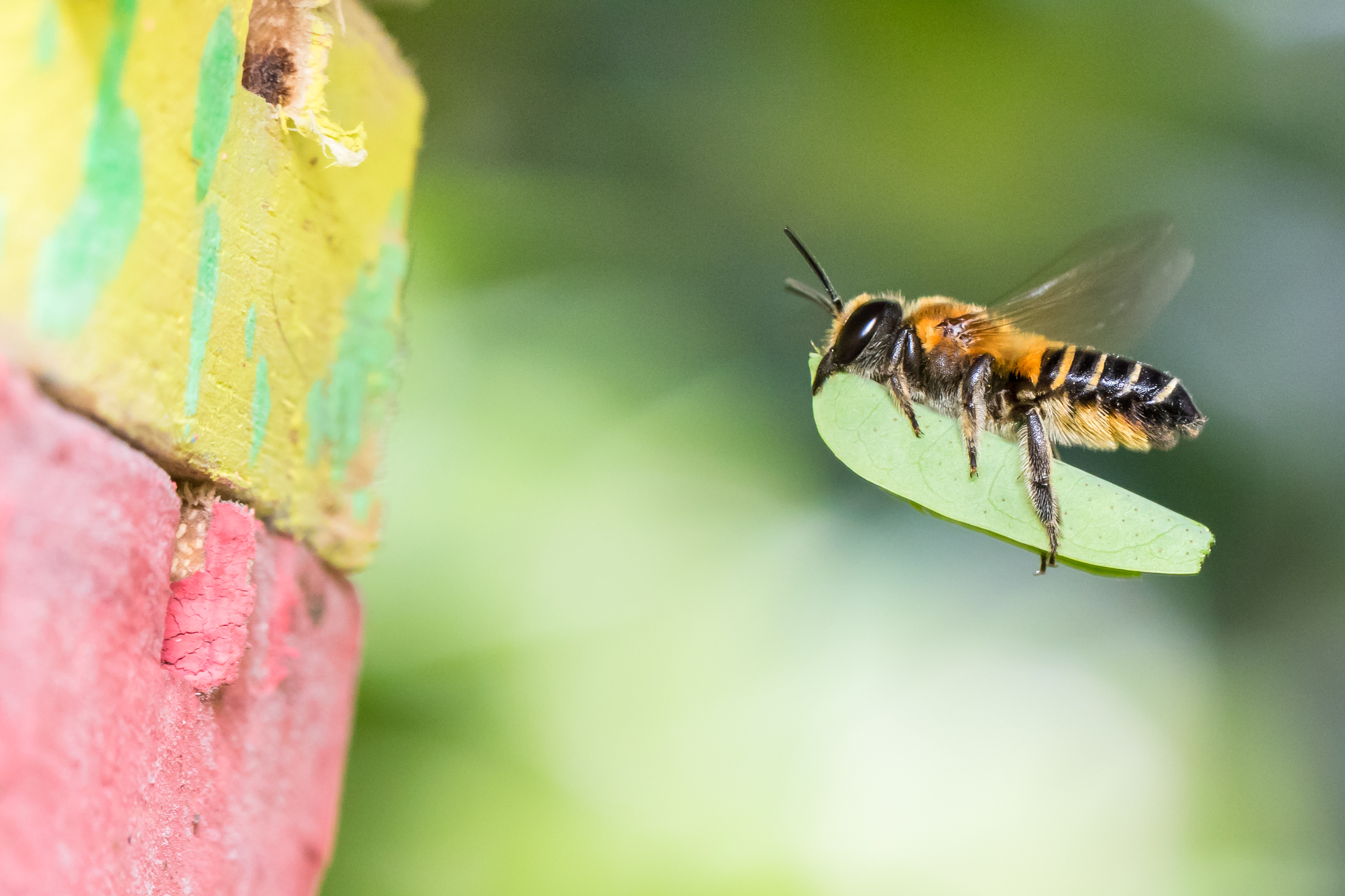 20170404 Megachile laticeps nest box fort canning park (1 of 1)-5