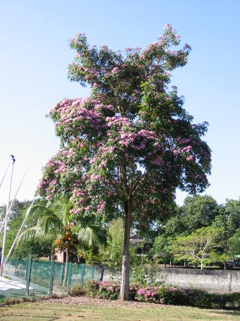 5 Tabebuia rosea_ plant_ Boo Chih Min