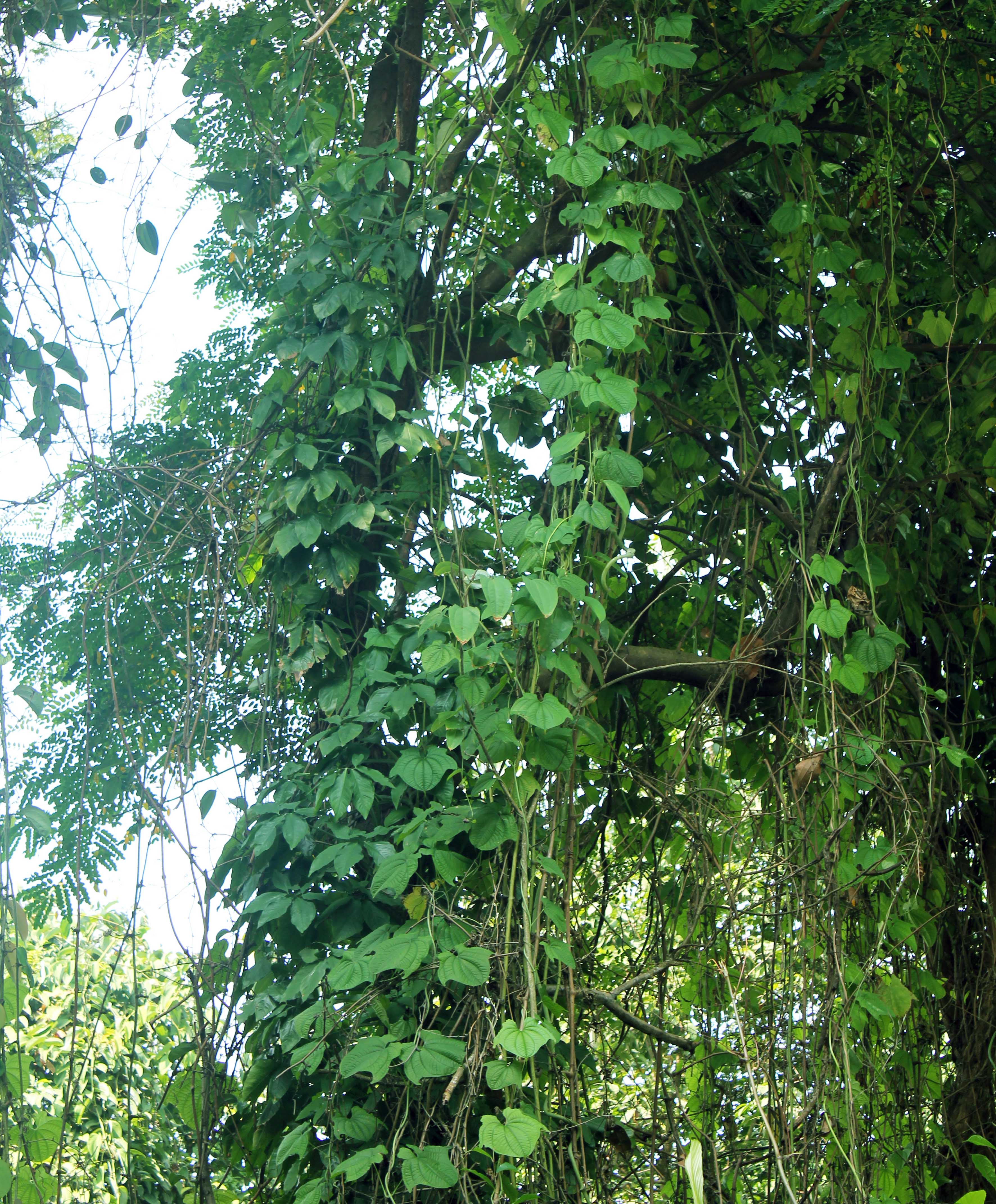 7 Dioscorea sansibarensis_ plant_ Pauline Tay