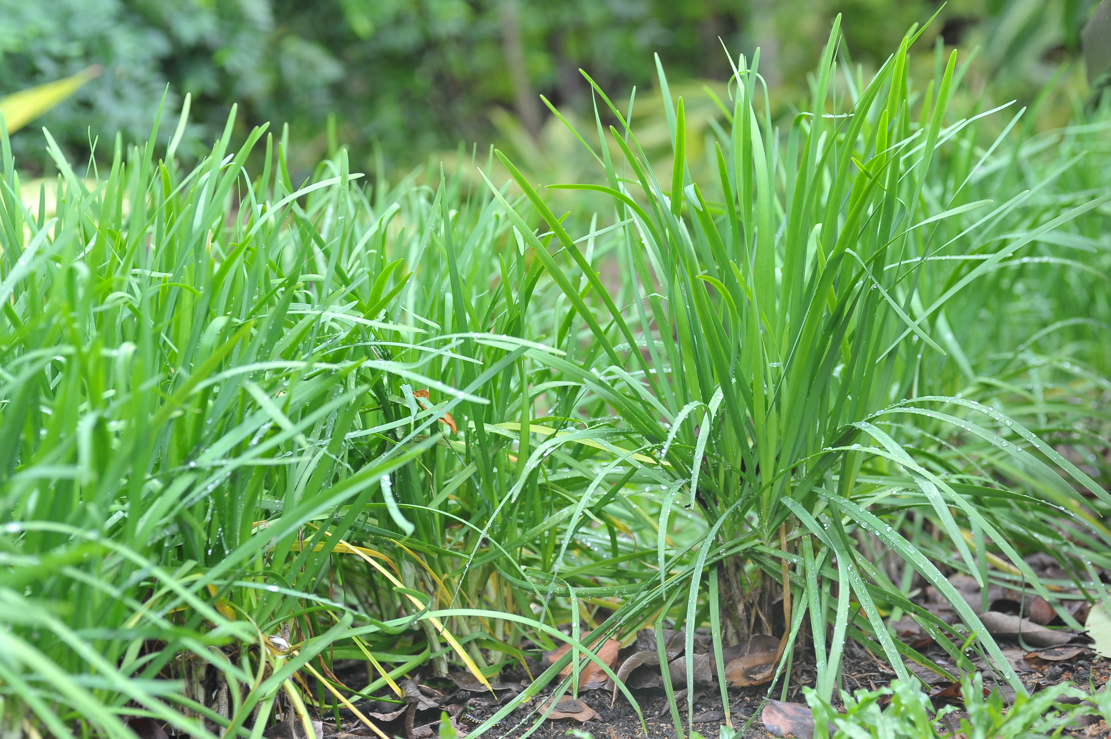 Allium tuberosum_plant_ Lim Yao Hui