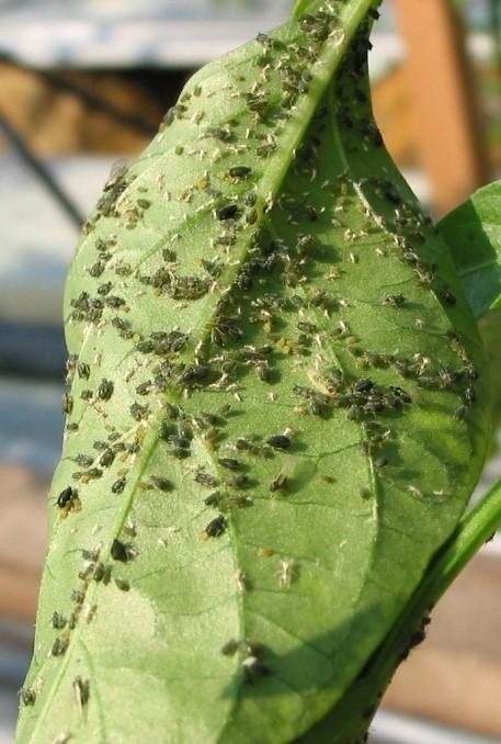 Aphids 2