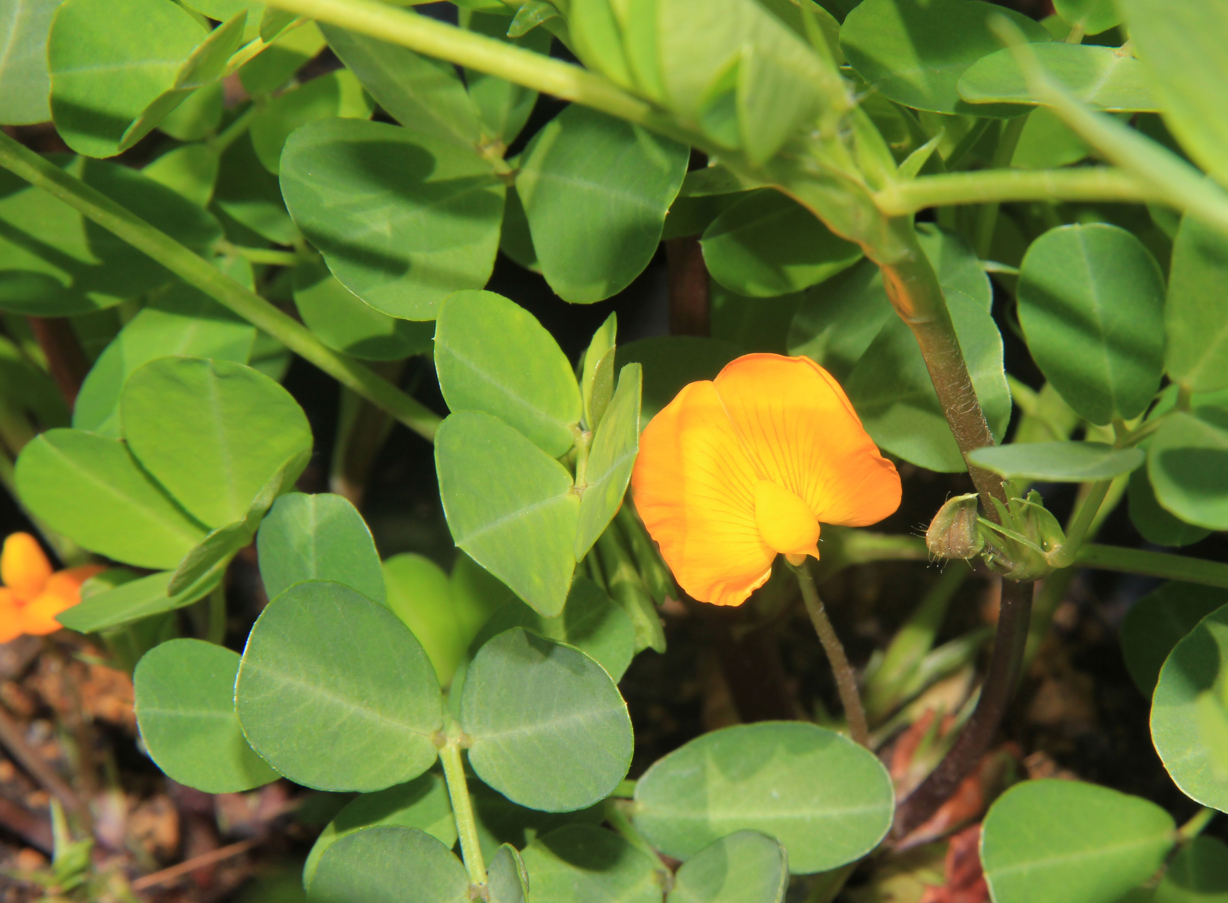 Arachis hypogaea_ 7_ Jessica Teo