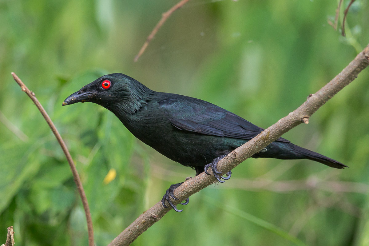 Asian Glossy Starling-FY1X4458-117EOS1D-140703