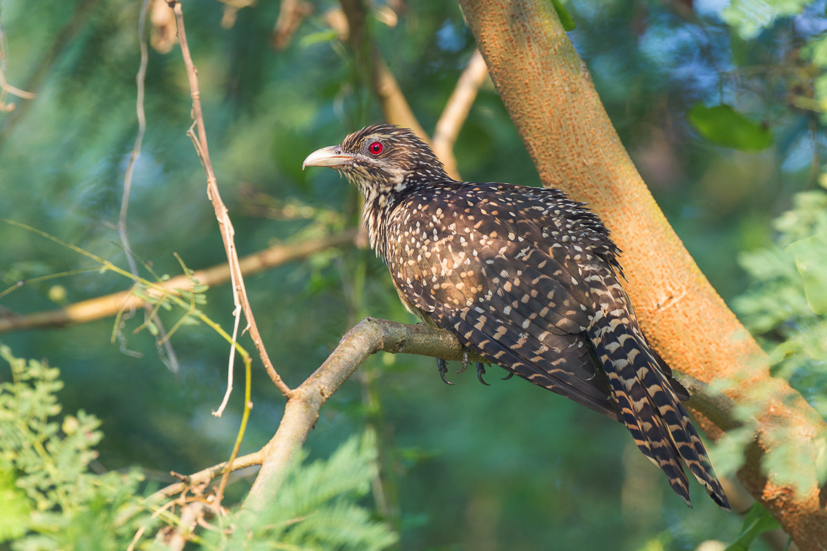 Asian Koel-FYAP2800-103EOS1D-110603