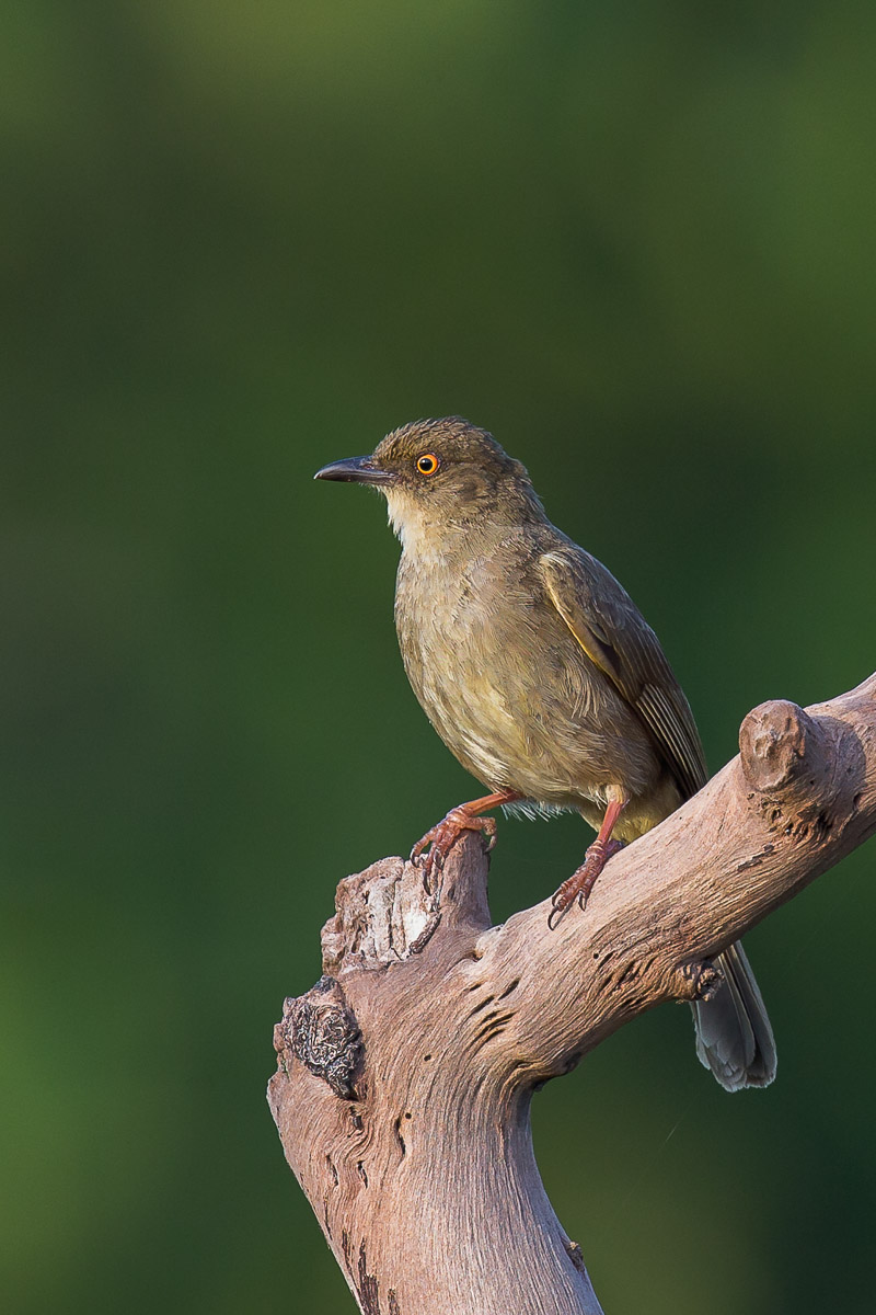 Asian Red-eyed Bulbul-FY1X8540-105EOS1D-130317