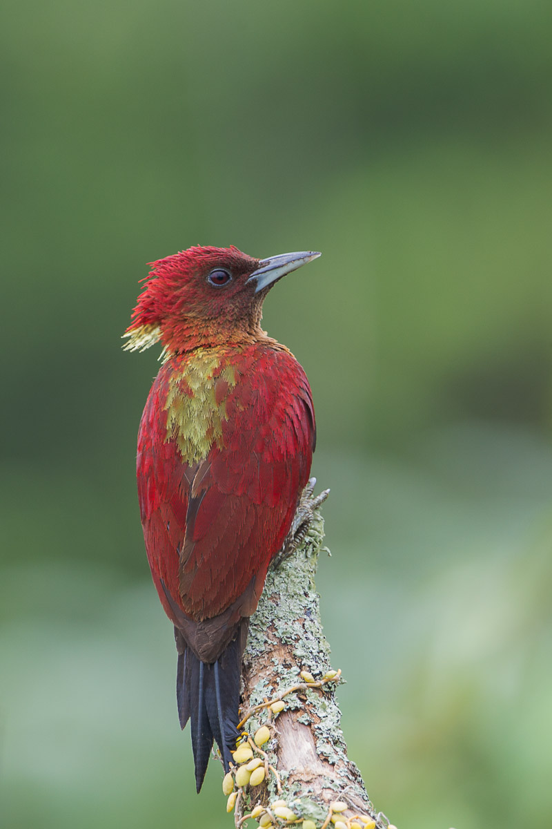 Banded Woodpecker-FYAP4776-109EOS1D-120302