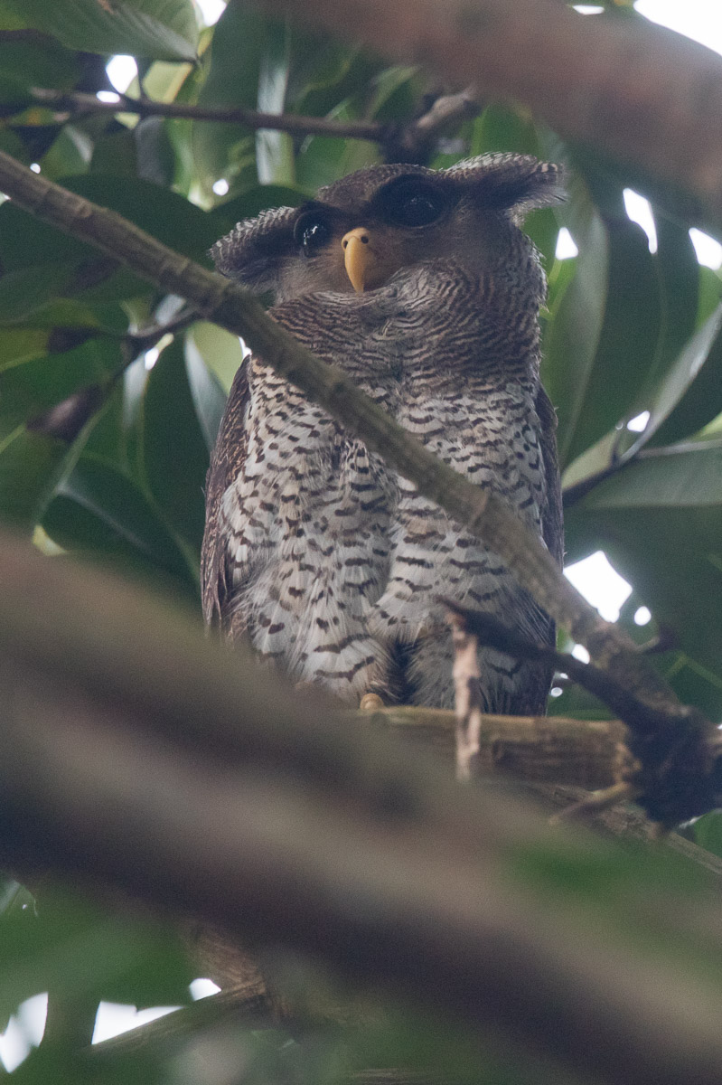 Barred Eagle-Owl-FY5S7036-101EOS5D-151208