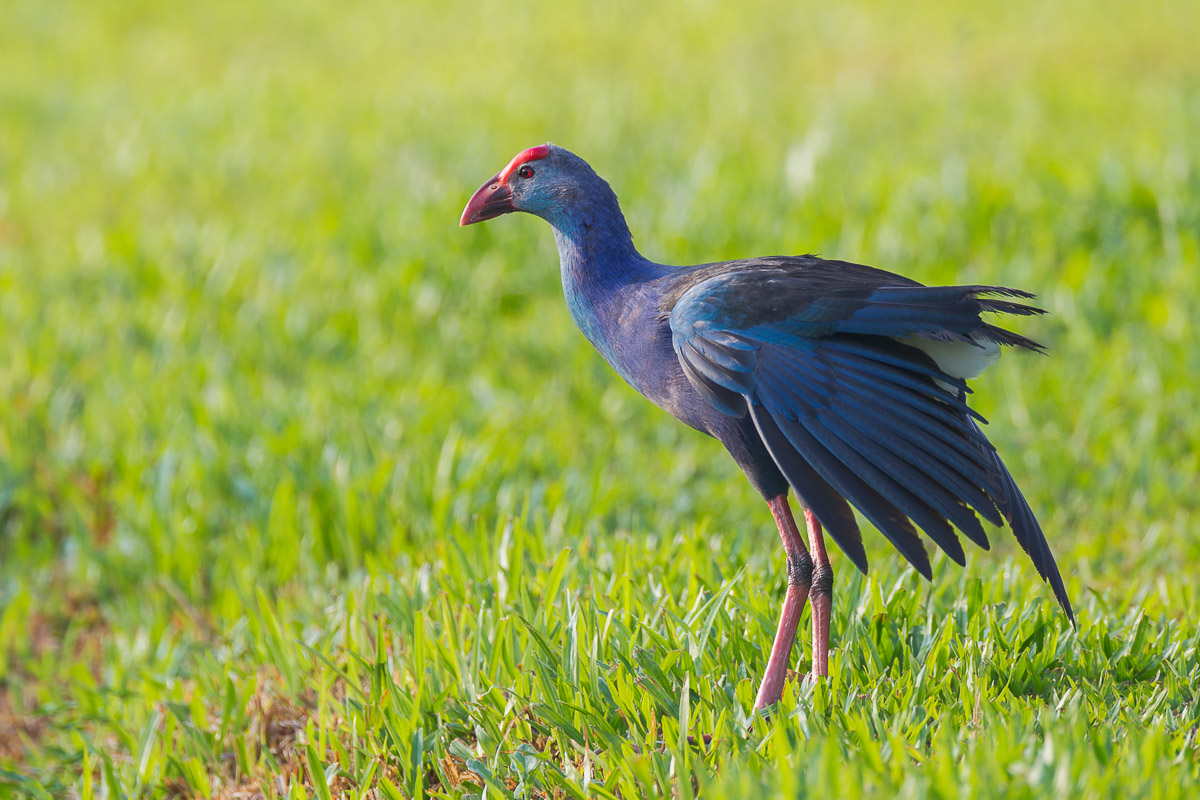 Black-backed Swamphen-FYAP1366-103EOS1D-110601