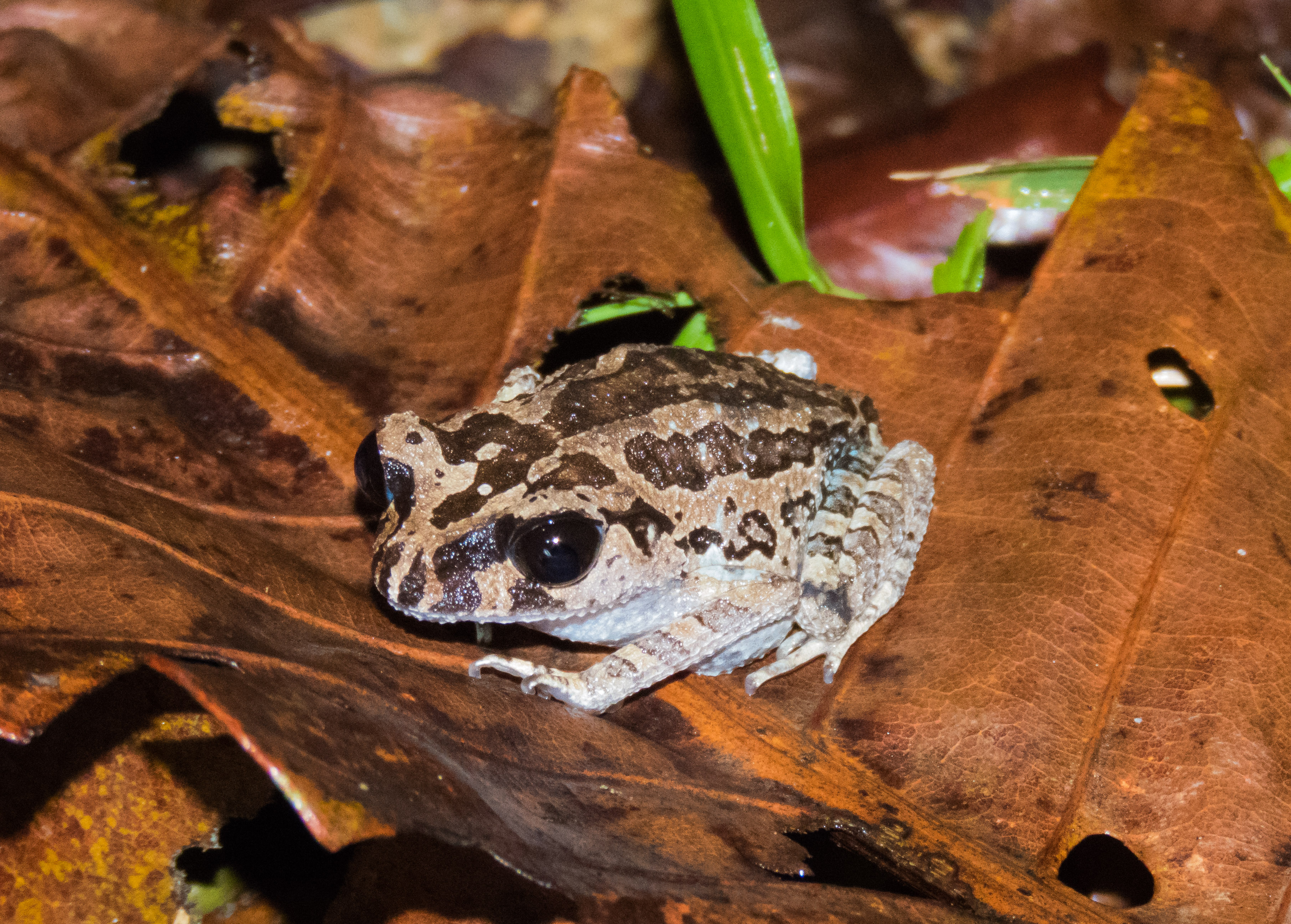 Black-eyed litter frog_Li Tianjiao