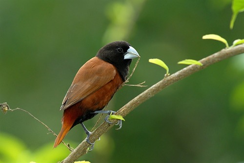 Black Headed Munia