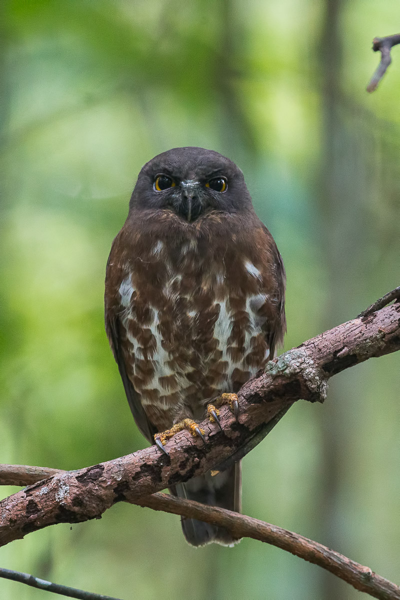 Brown Hawk-Owl-FY1X5666-114EOS1D-140228