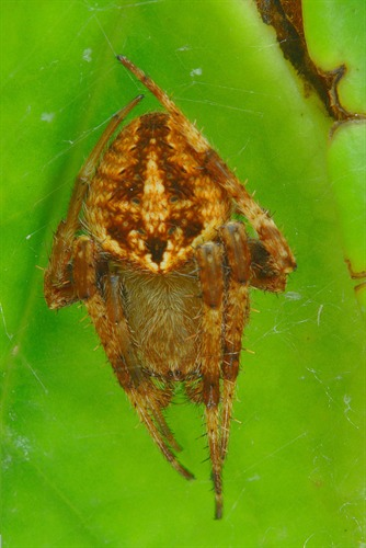 Brown Legged spider (Cai Yixiong)