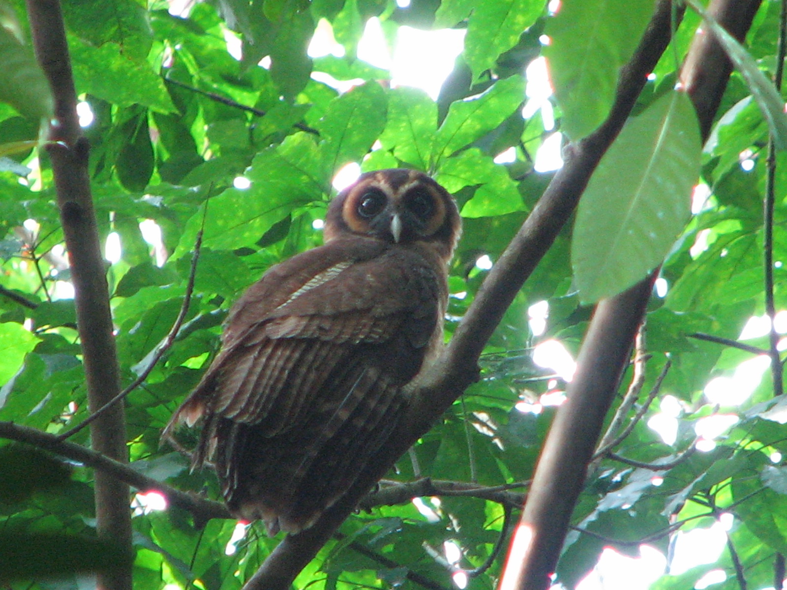 Brown Wood Owl-Yeo Siew Teck-IMG_0987