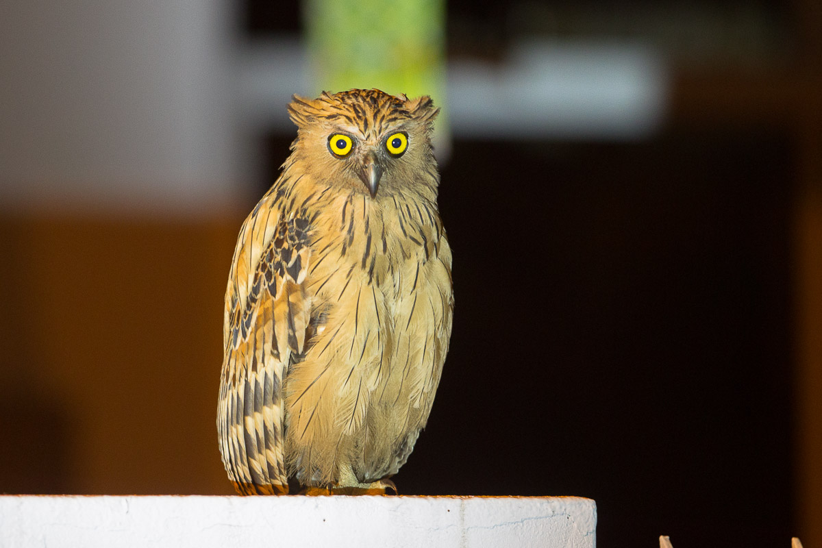 Buffy Fish Owl-FYAP7032-111EOS1D-120615