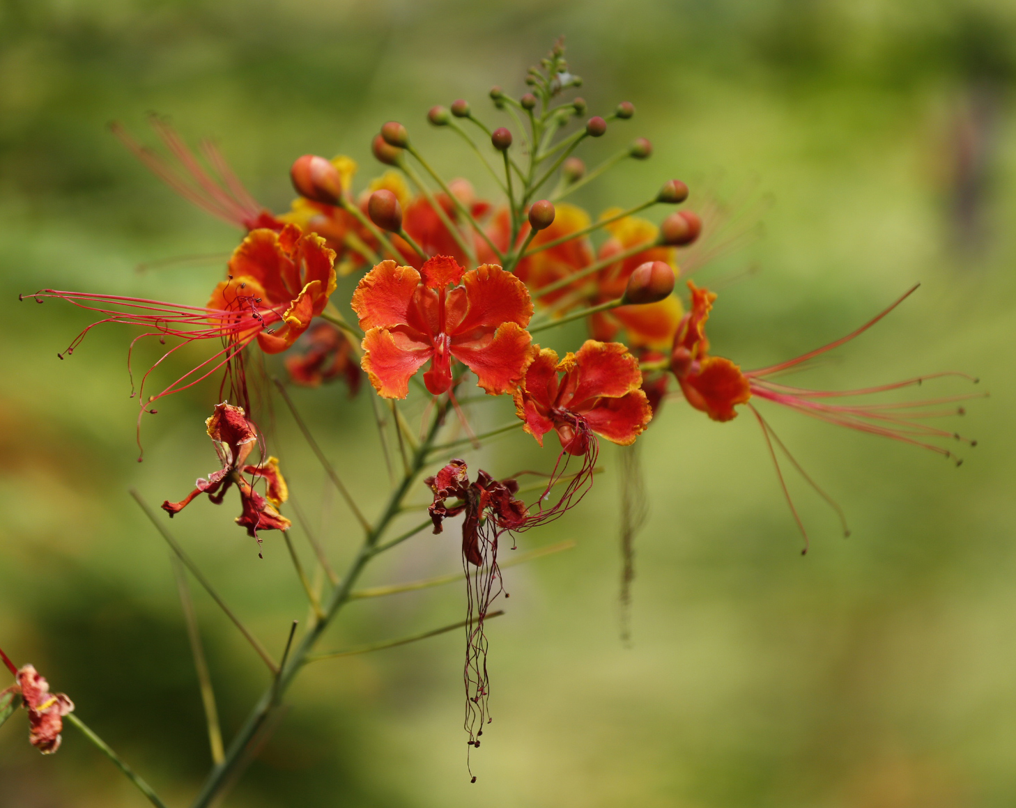 Caesalpinia pulcherrima 4