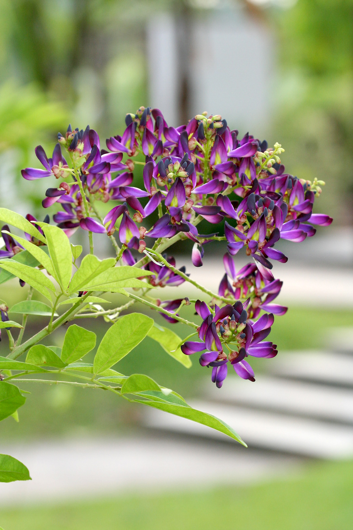 Callerya reticulata_ 3_ Patricia Yap_ flower