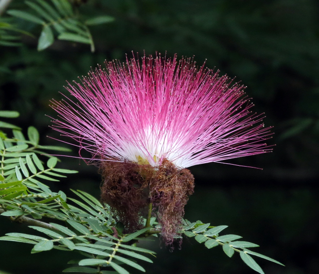 Calliandra surinamensis 1