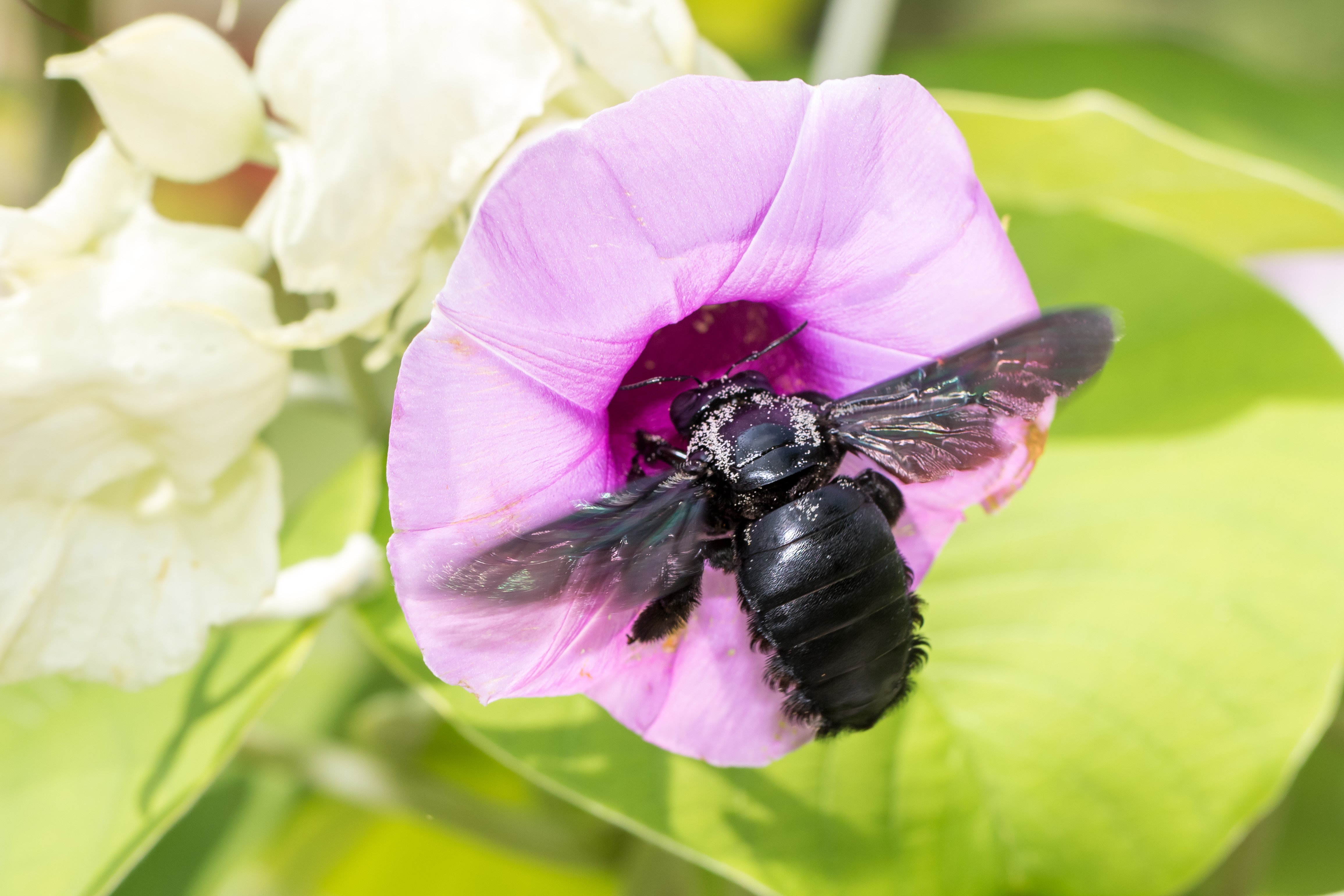 Carpenter bee_Zestin