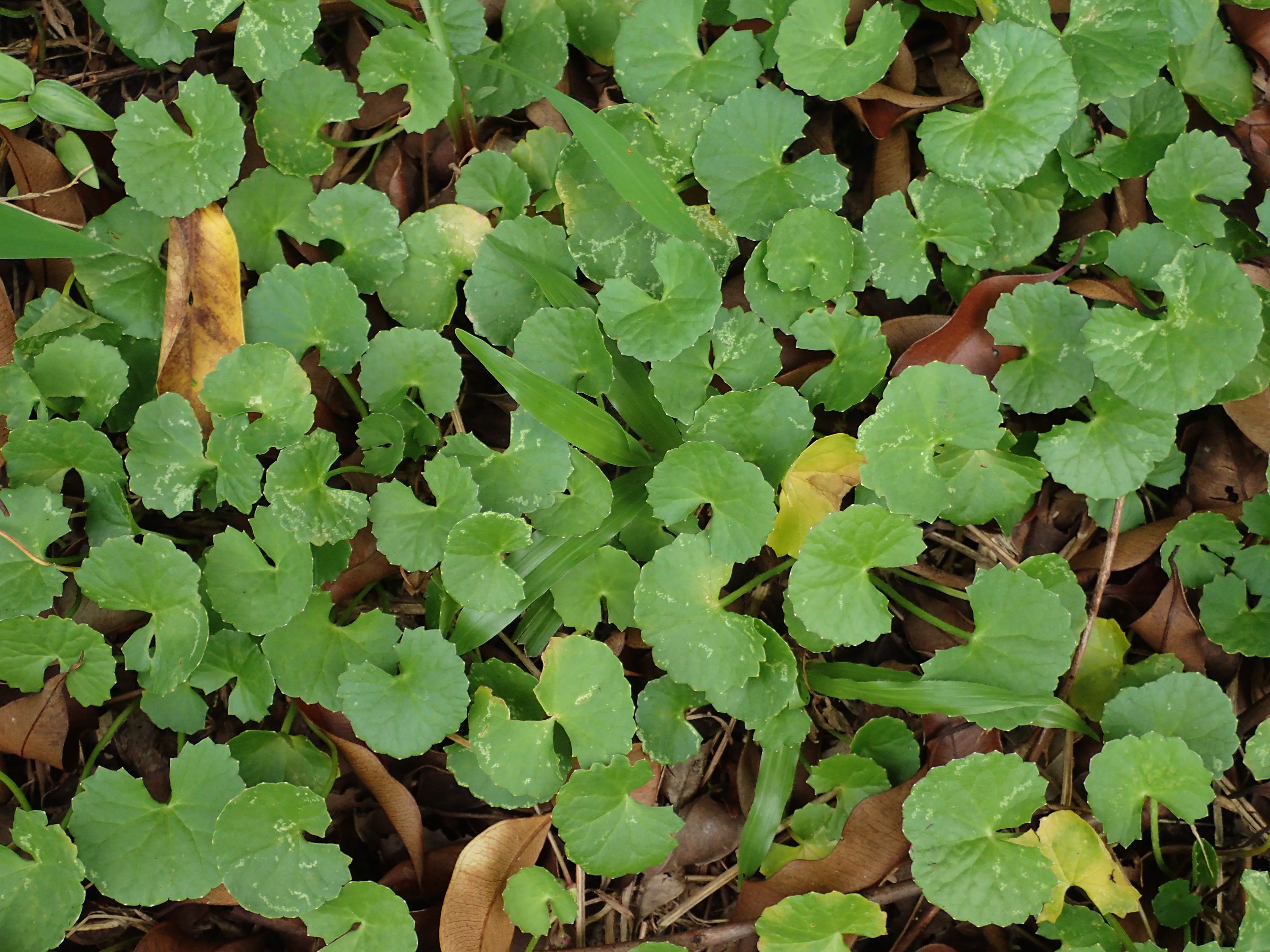 centella YS (1)