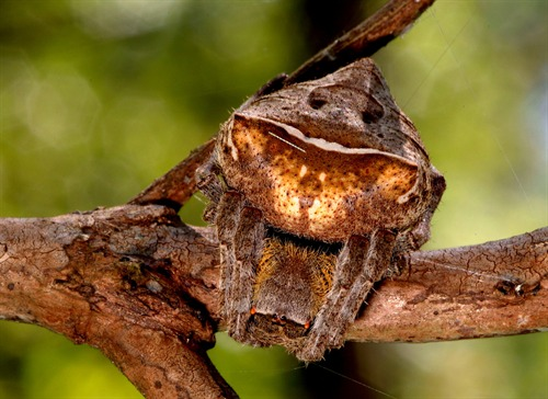 Common Garden Spider (Cai Yixiong)