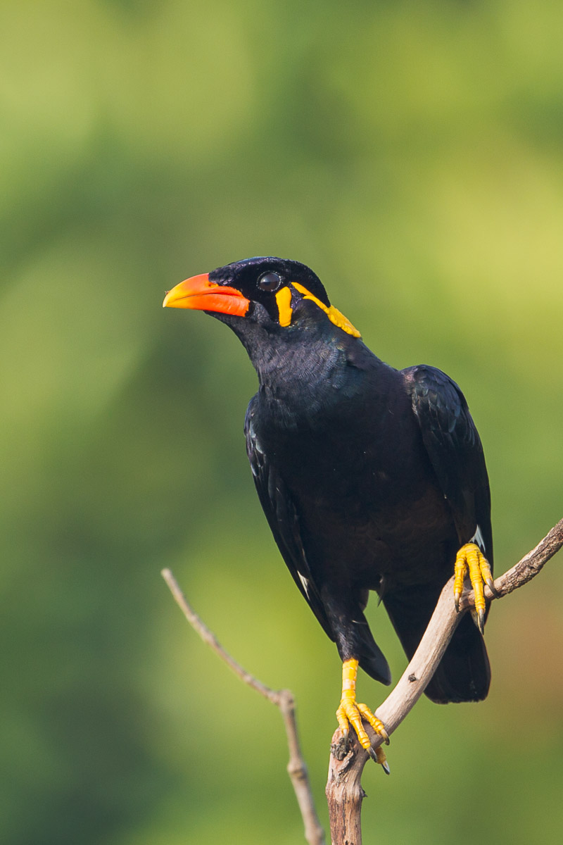 Common Hill Myna-FYAP2351-110EOS1D-120330