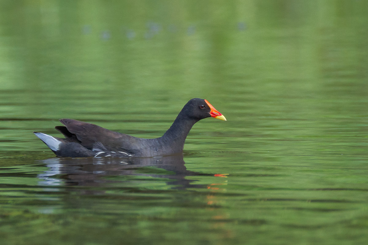 Common Moorhen-IMG_9212-108EOS7D-111029