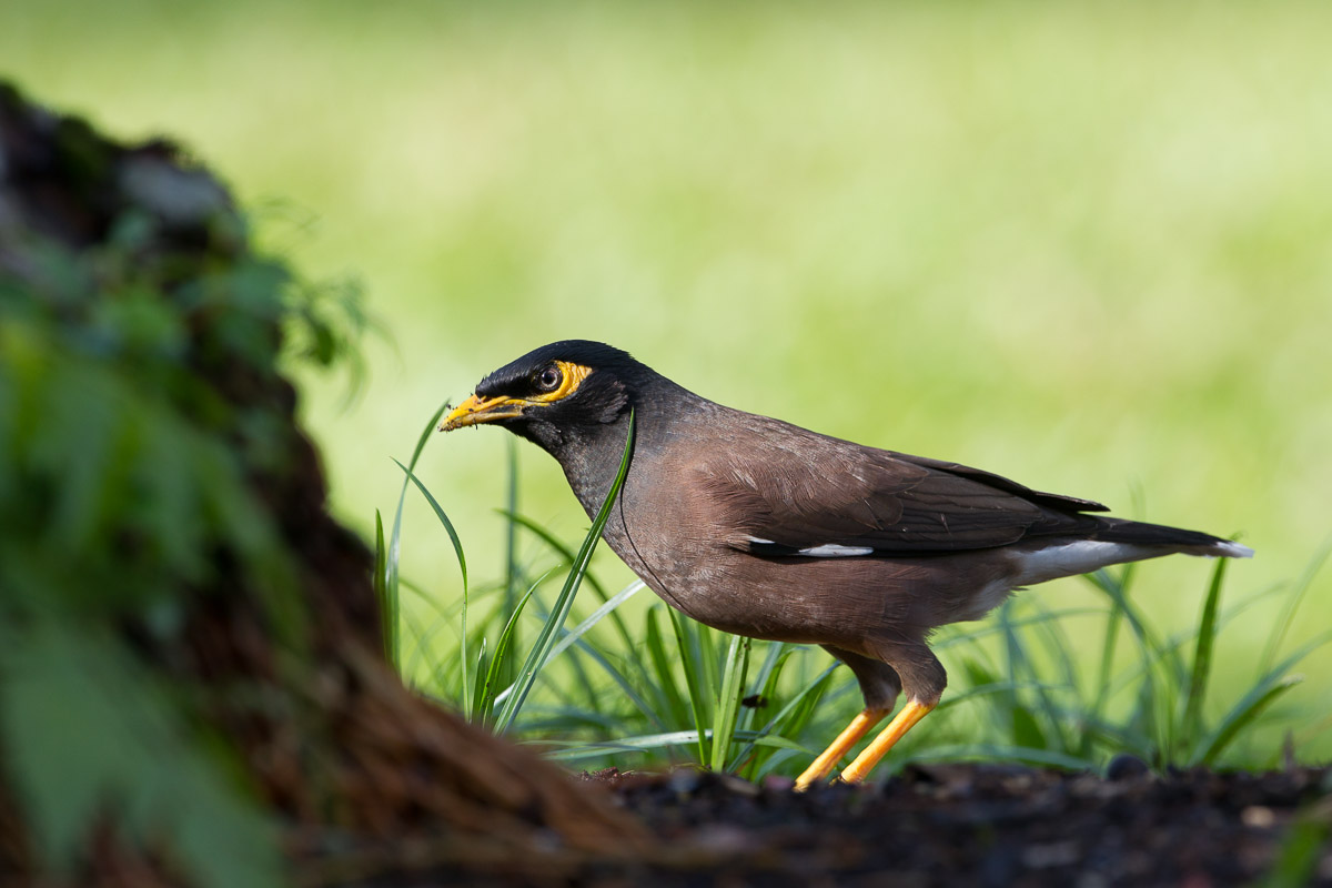 Common Myna-FYAP4080-107EOS1D-120115