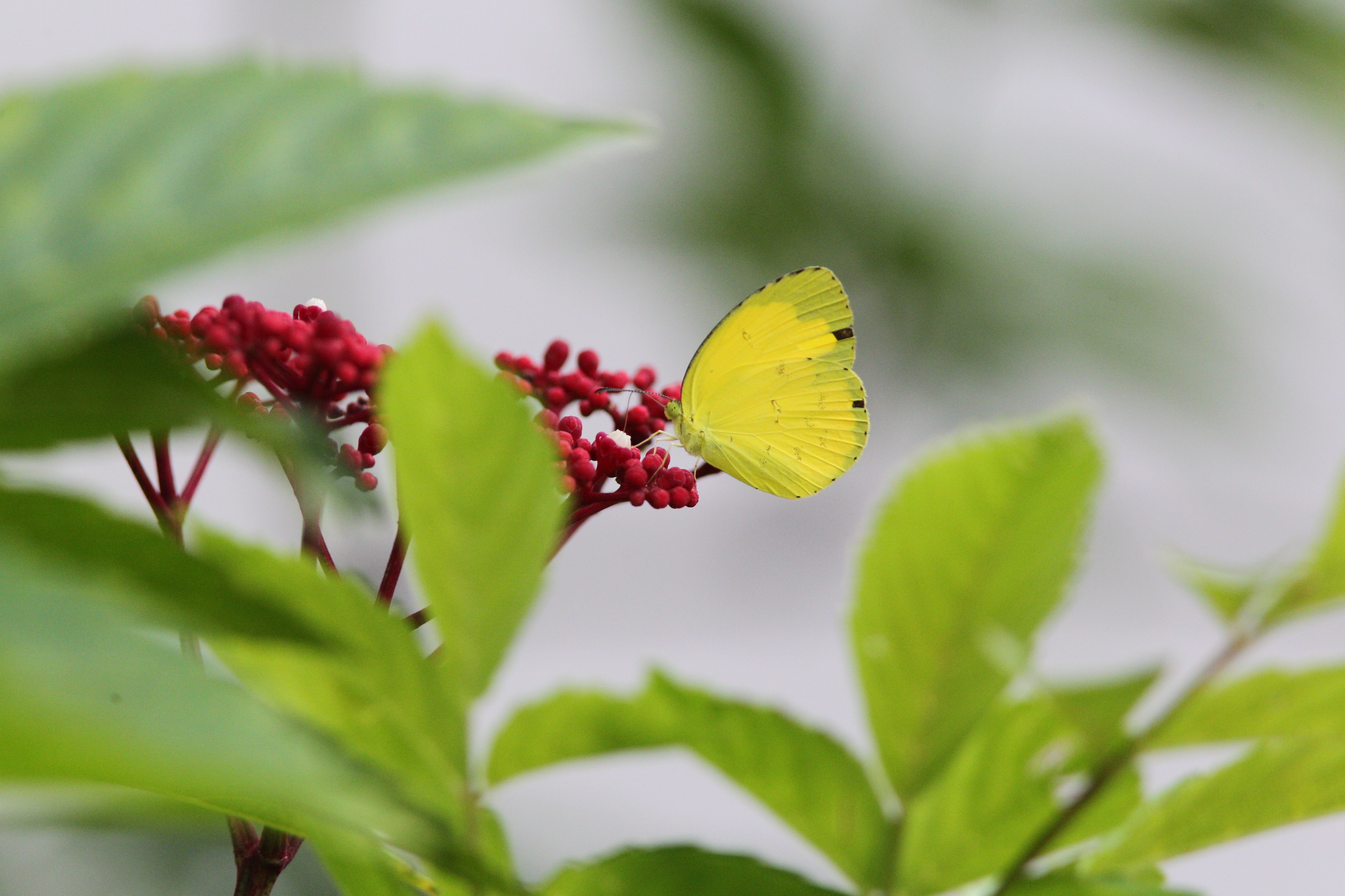 Common Yellows on leea rubra