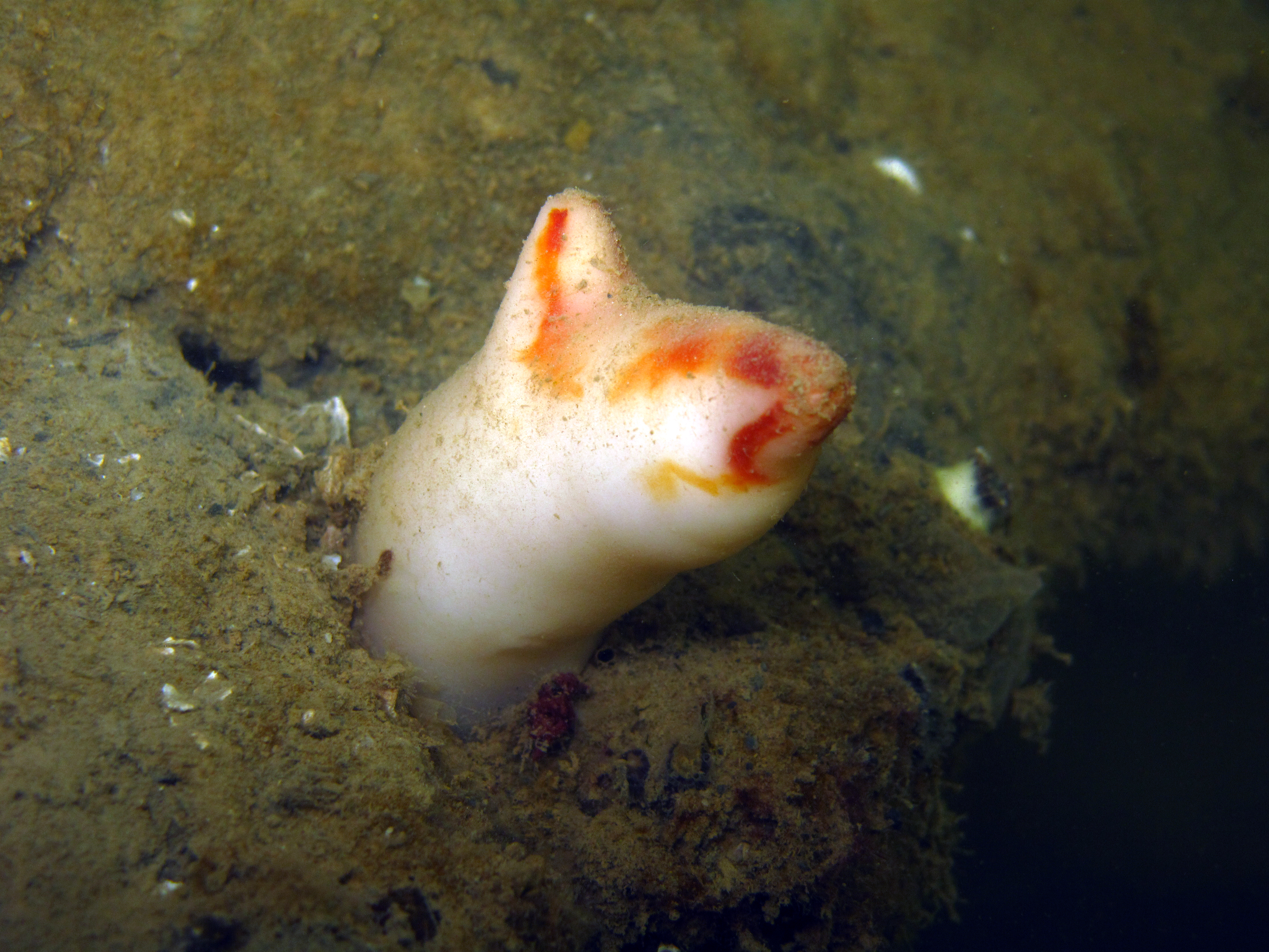 Copy of Ascidian solitary3