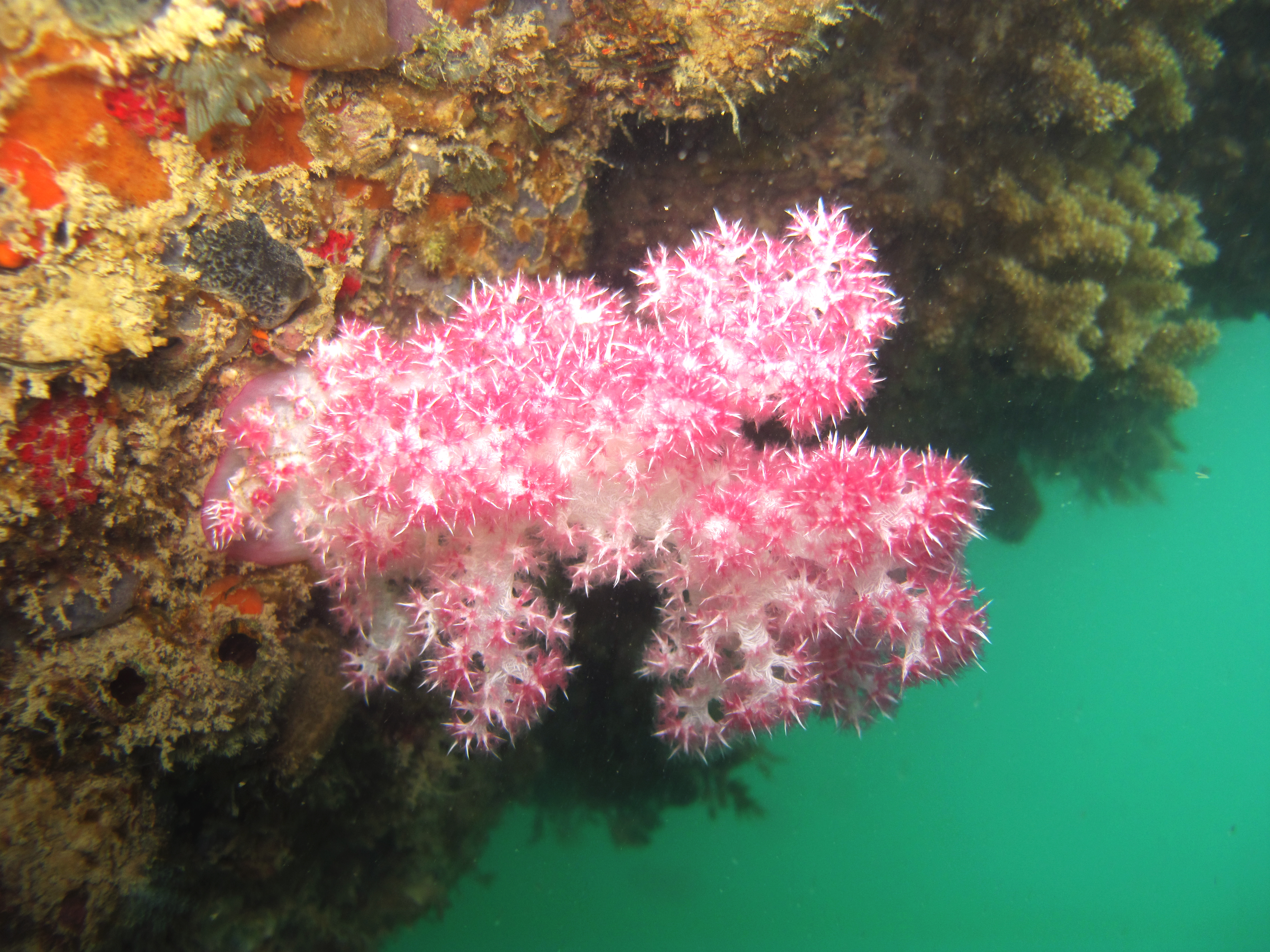 Pink coral