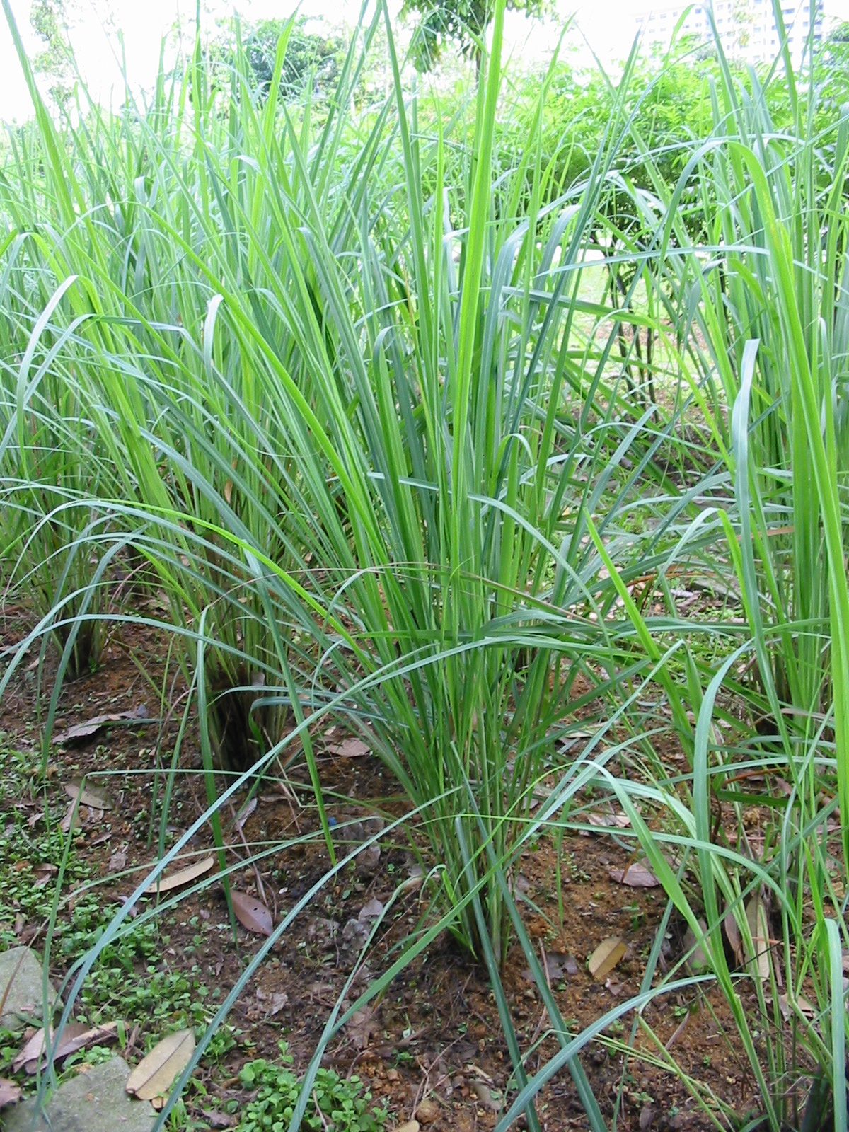 Cymbopogon citratus_ plant_ Boo Chih Min