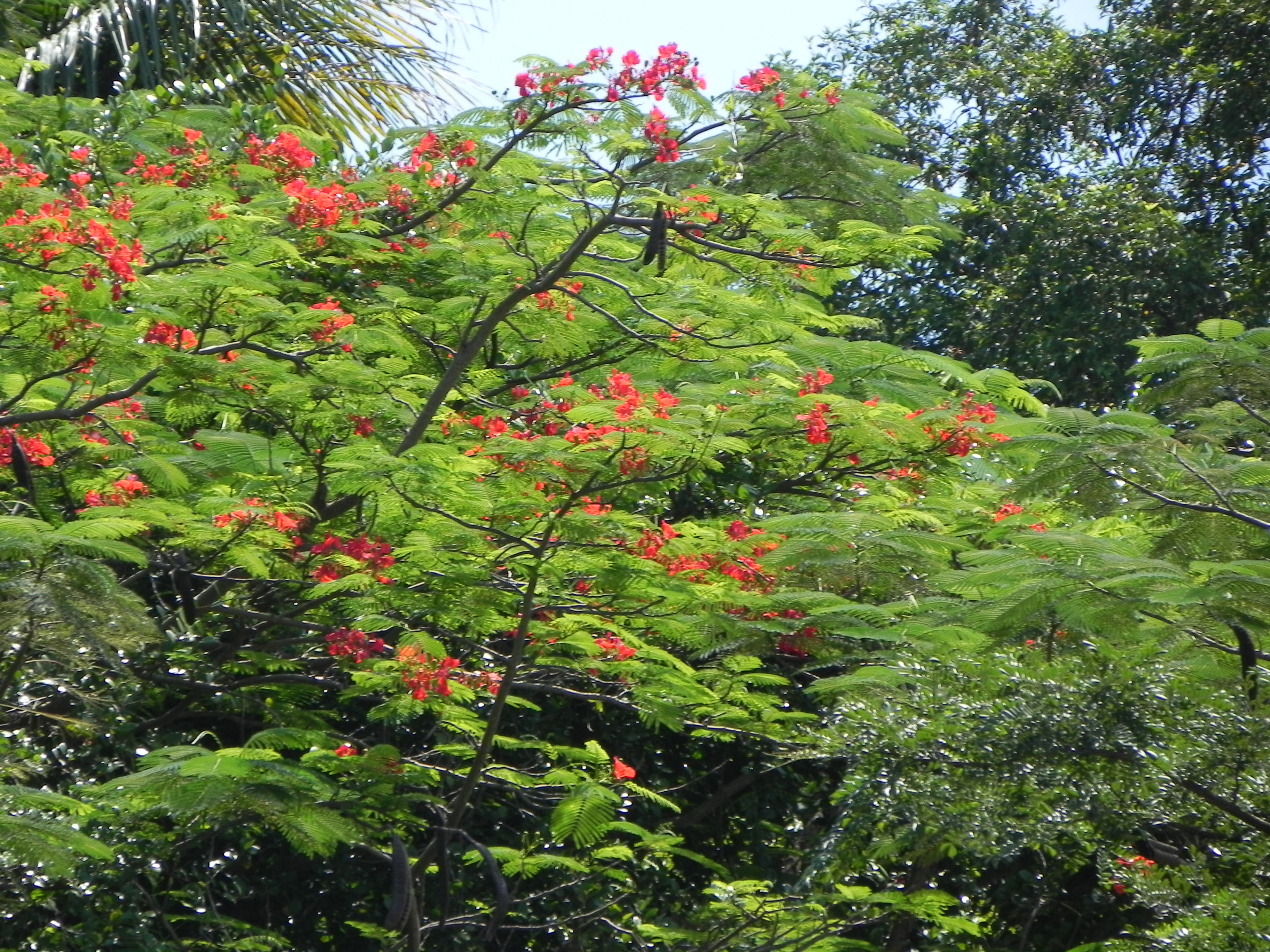 Delonix regia_ 10_ Gary Chua_ plant