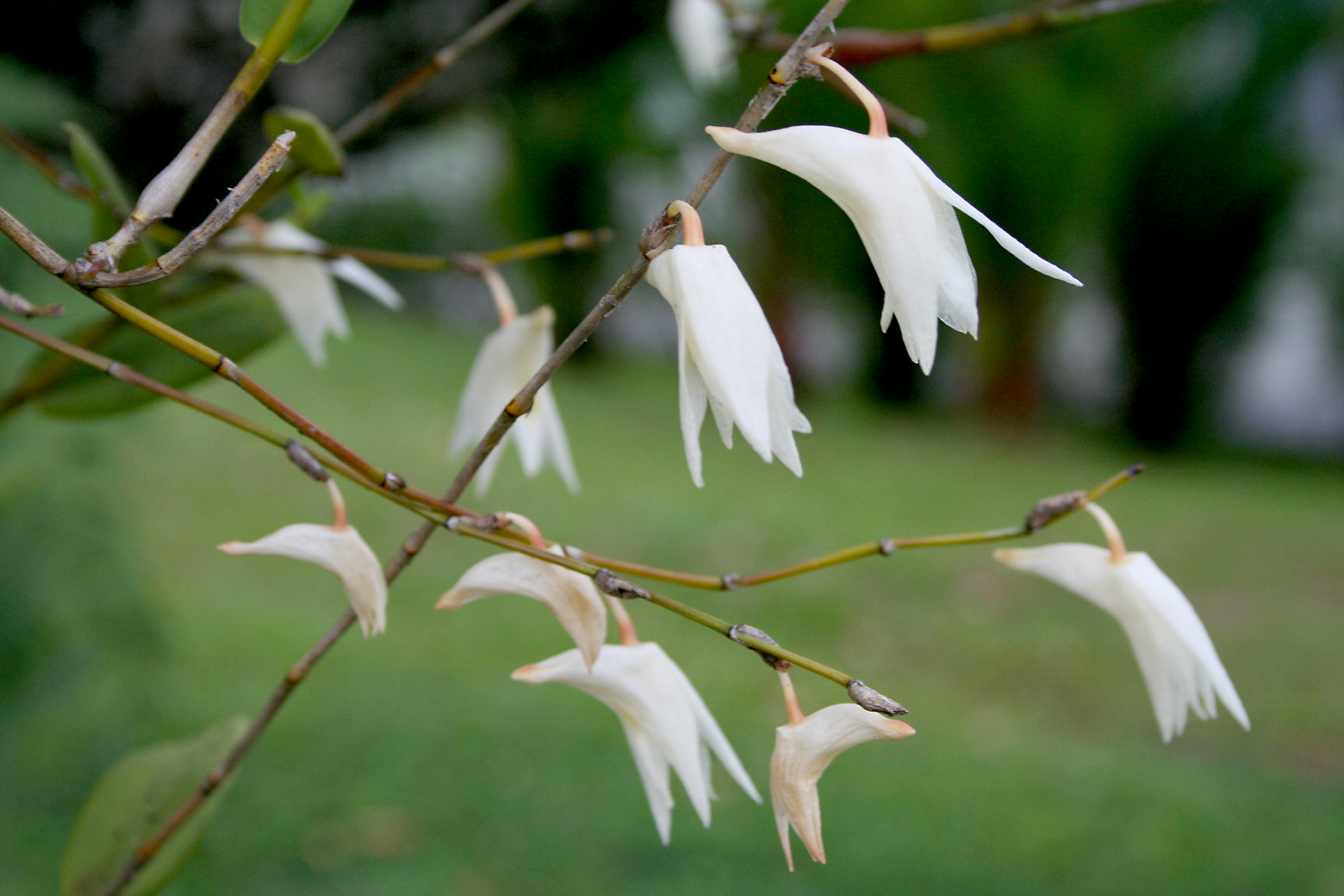 Dendrobium crumenatum_Patricia Yap