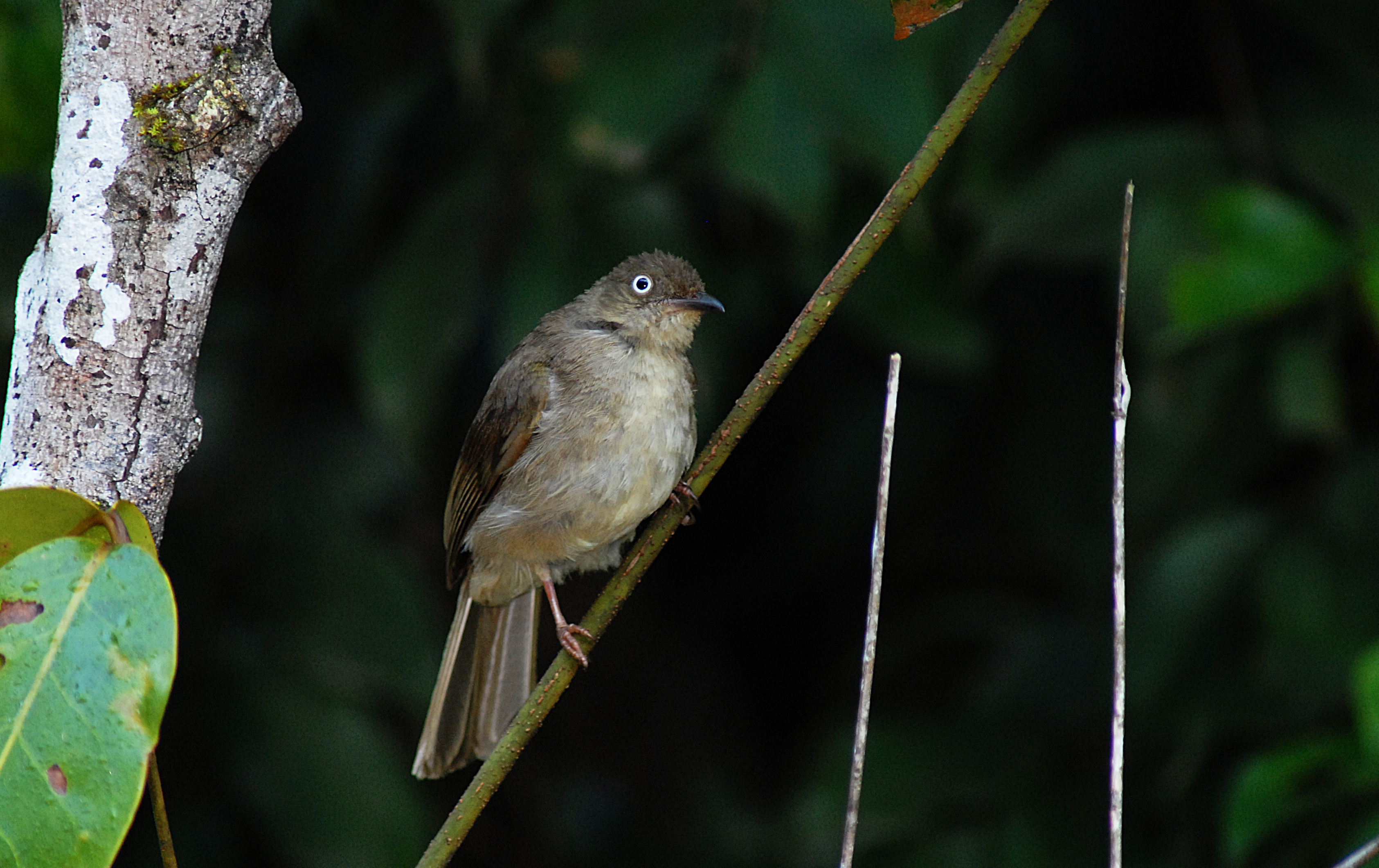 DSC_8372_Cream-vented Bulbul_Cai Yixiong