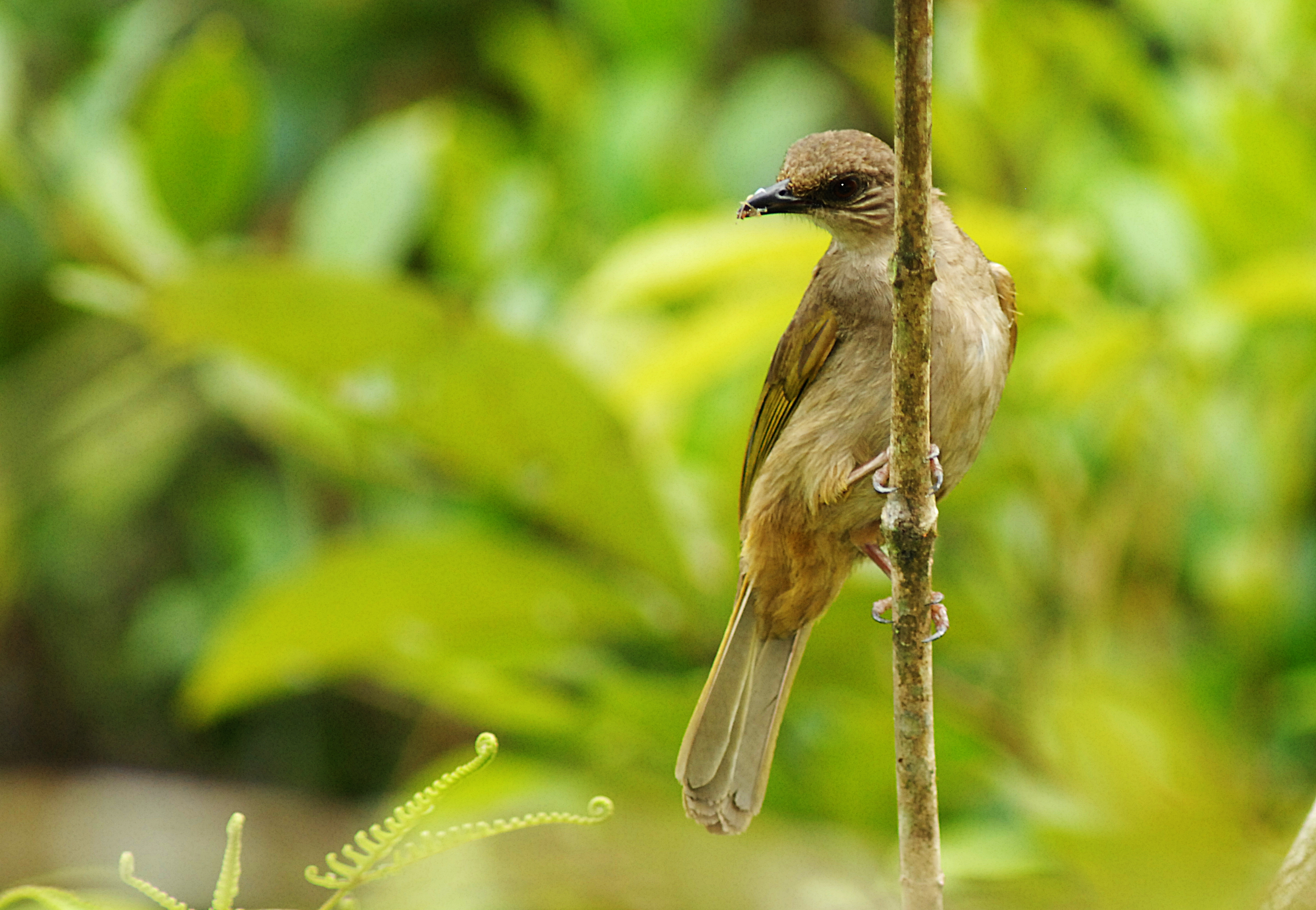 DSC_9474_Olive-winged Bulbul_Cai Yixiong