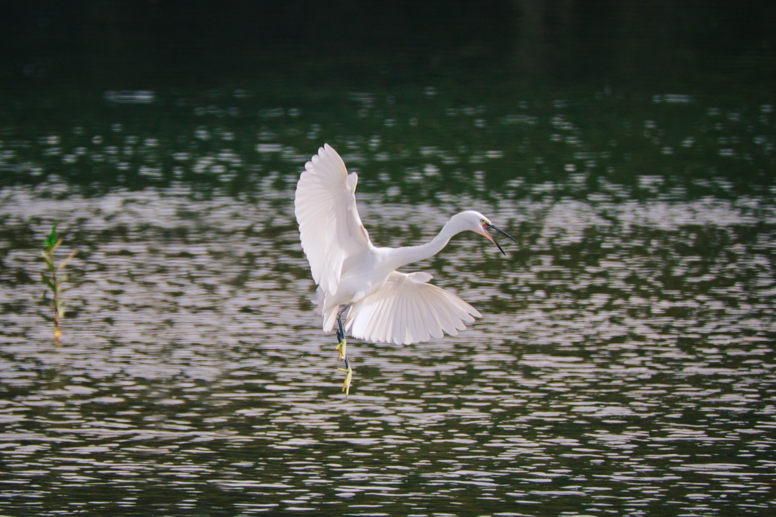 Egret