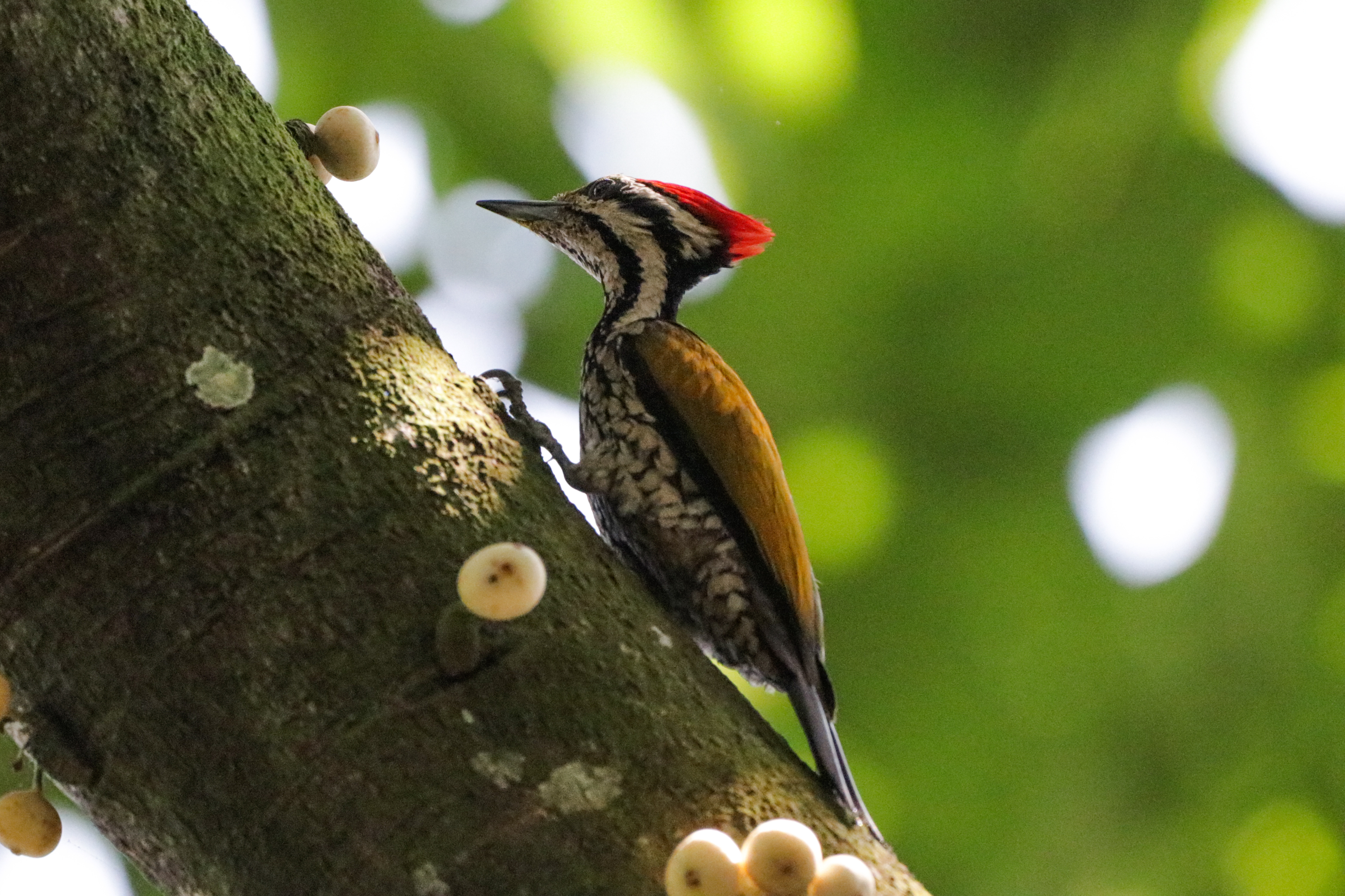 Flameback (Male, 3) (Compressed)_Benjamin Tan